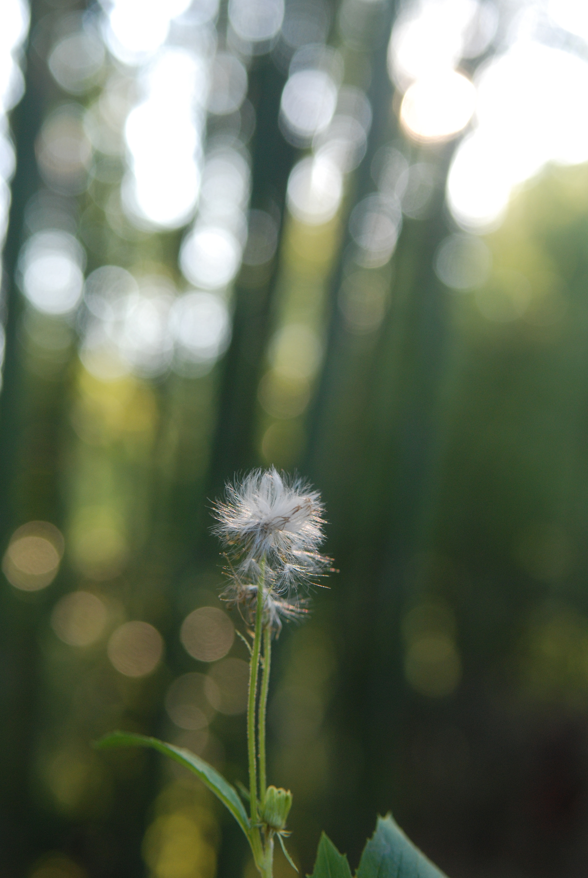 Nikon D80 sample photo. 蒲公英 photography