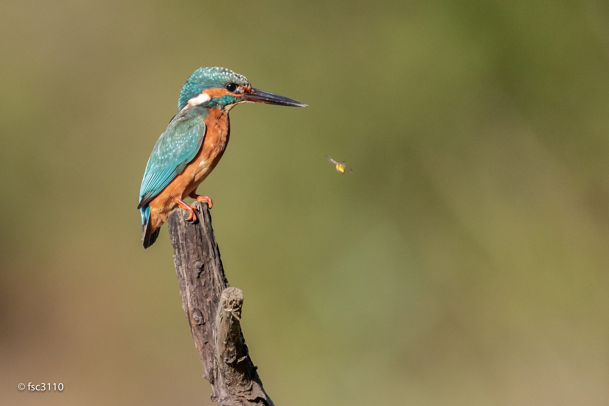 Canon EF 500mm F4L IS II USM sample photo. European kingfisher and a bee photography