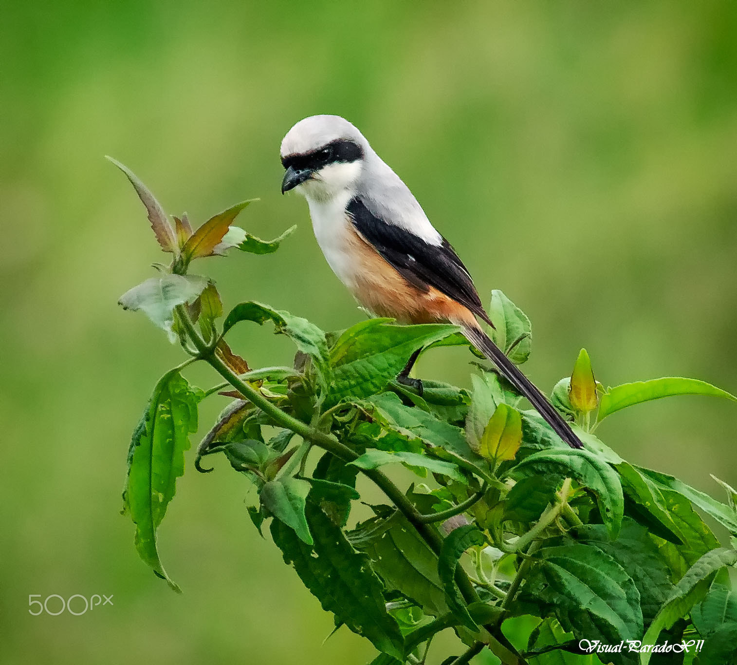 Canon EOS 500D (EOS Rebel T1i / EOS Kiss X3) sample photo. Long-tailed shrike photography