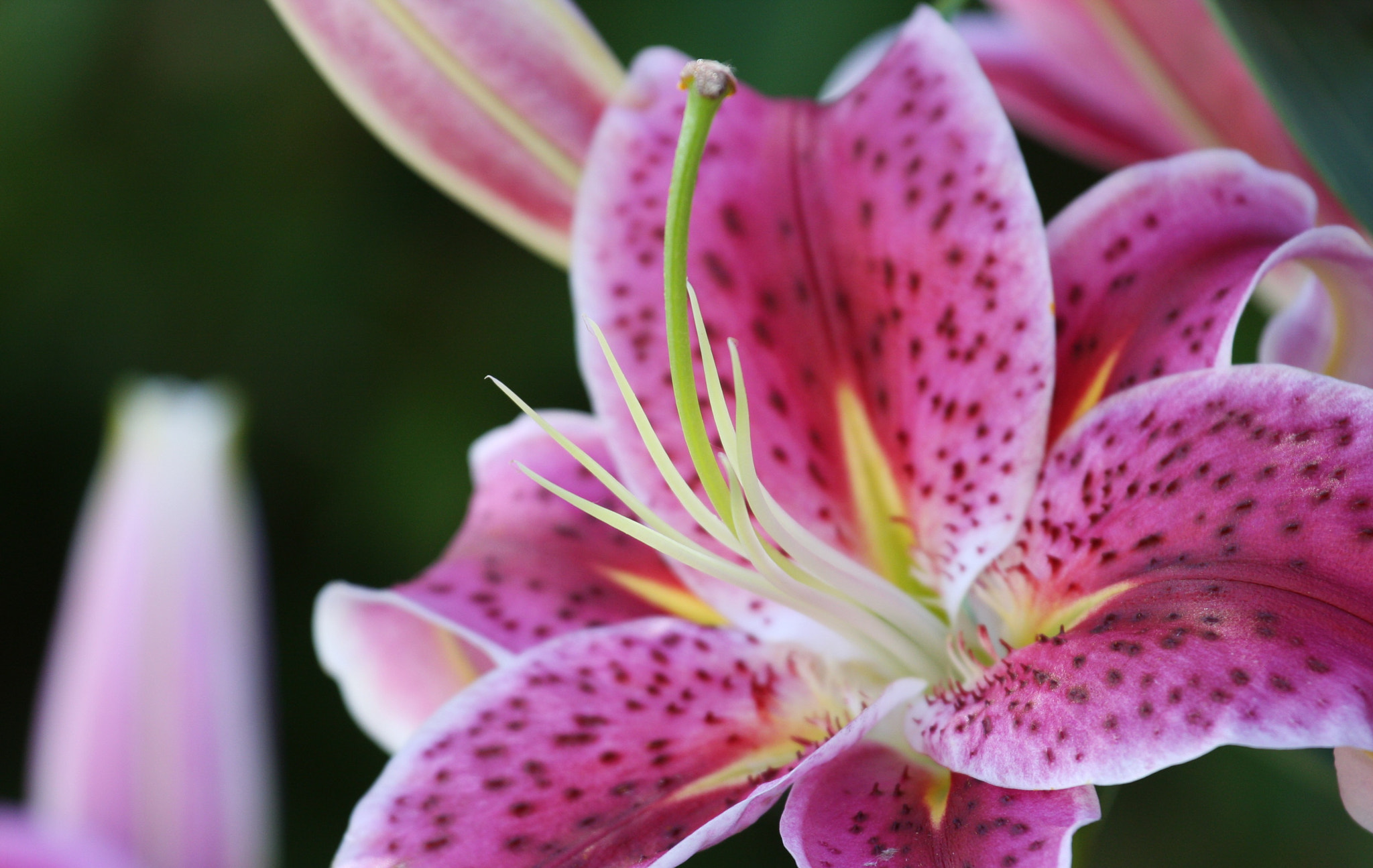 Canon EOS 40D + Canon EF 70-200mm F4L IS USM sample photo. Stargazer lily photography