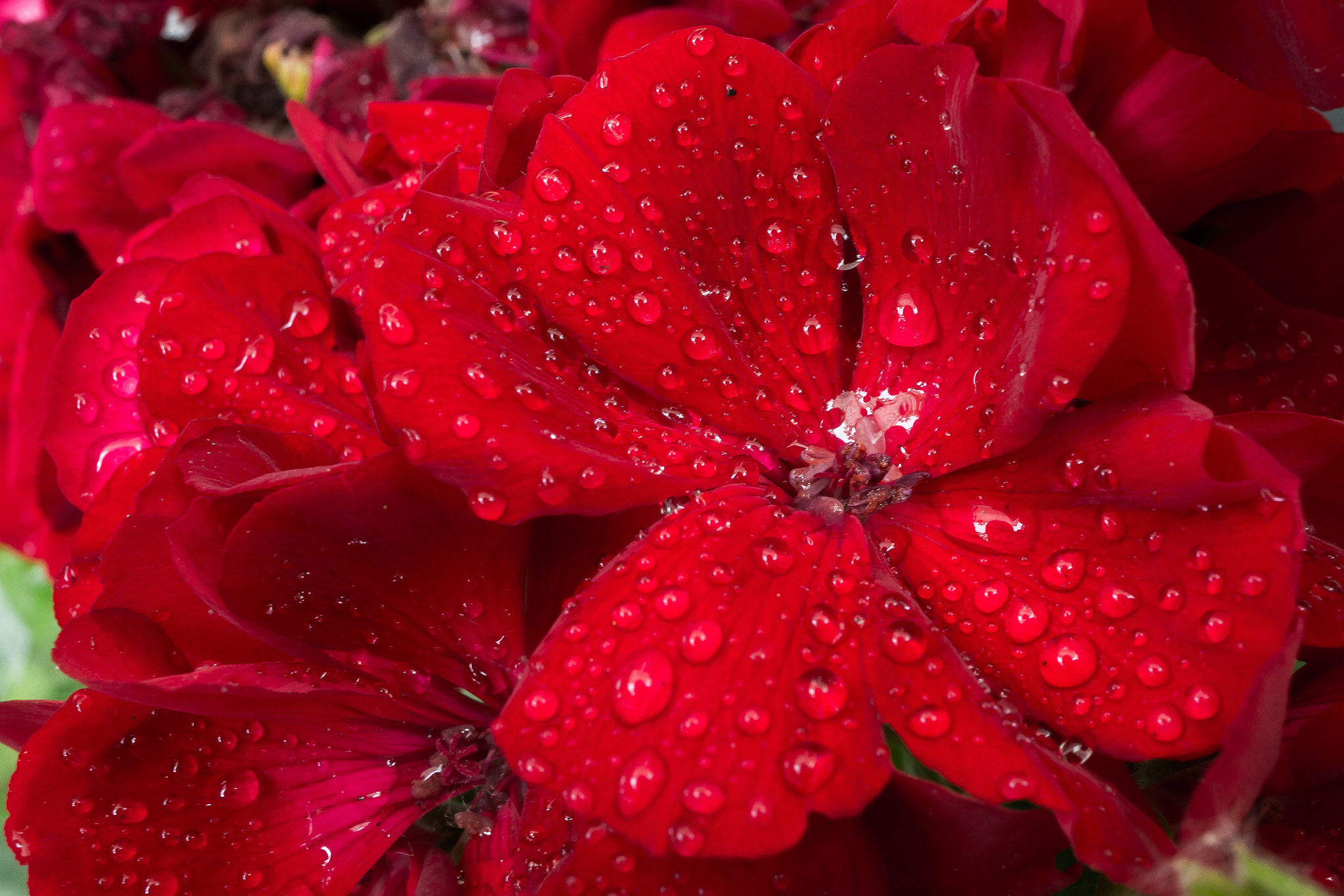 Sony Alpha NEX-6 + Sony E 30mm F3.5 Macro sample photo. Geranium after the rain photography