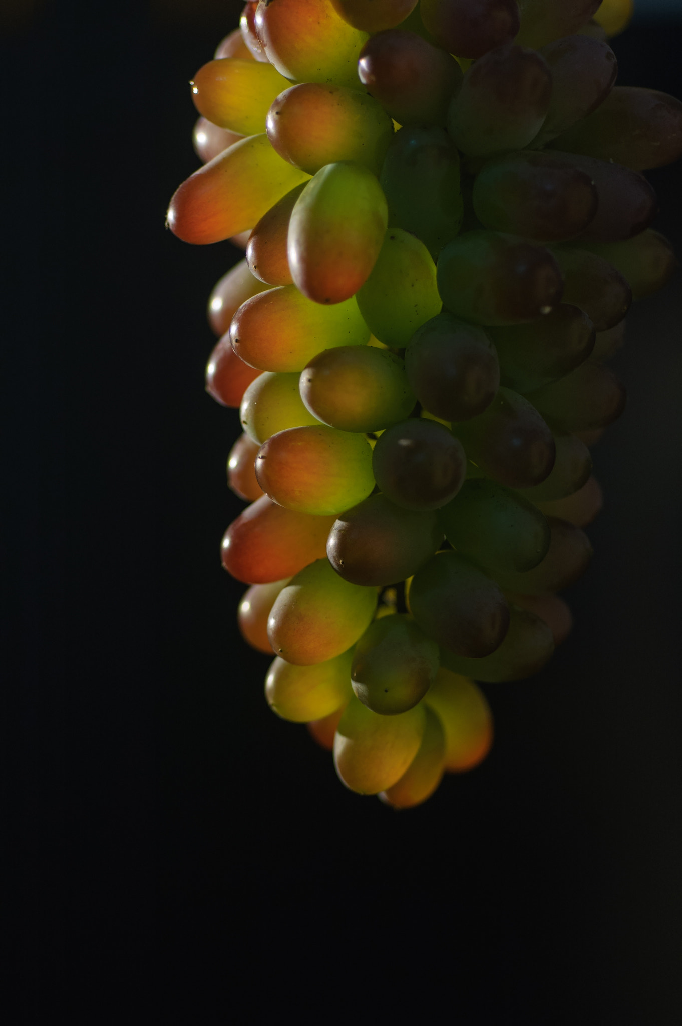 Nikon D70 + Nikon AF Micro-Nikkor 60mm F2.8D sample photo. 葡萄 photography