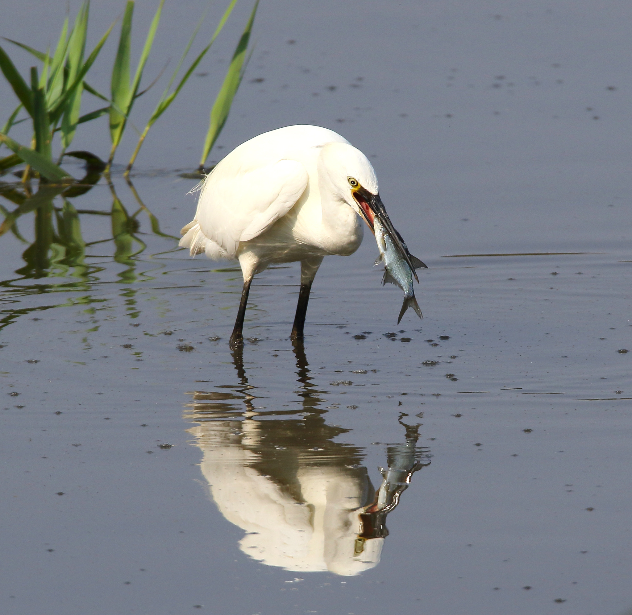 Canon EOS 7D Mark II sample photo. Little egret photography