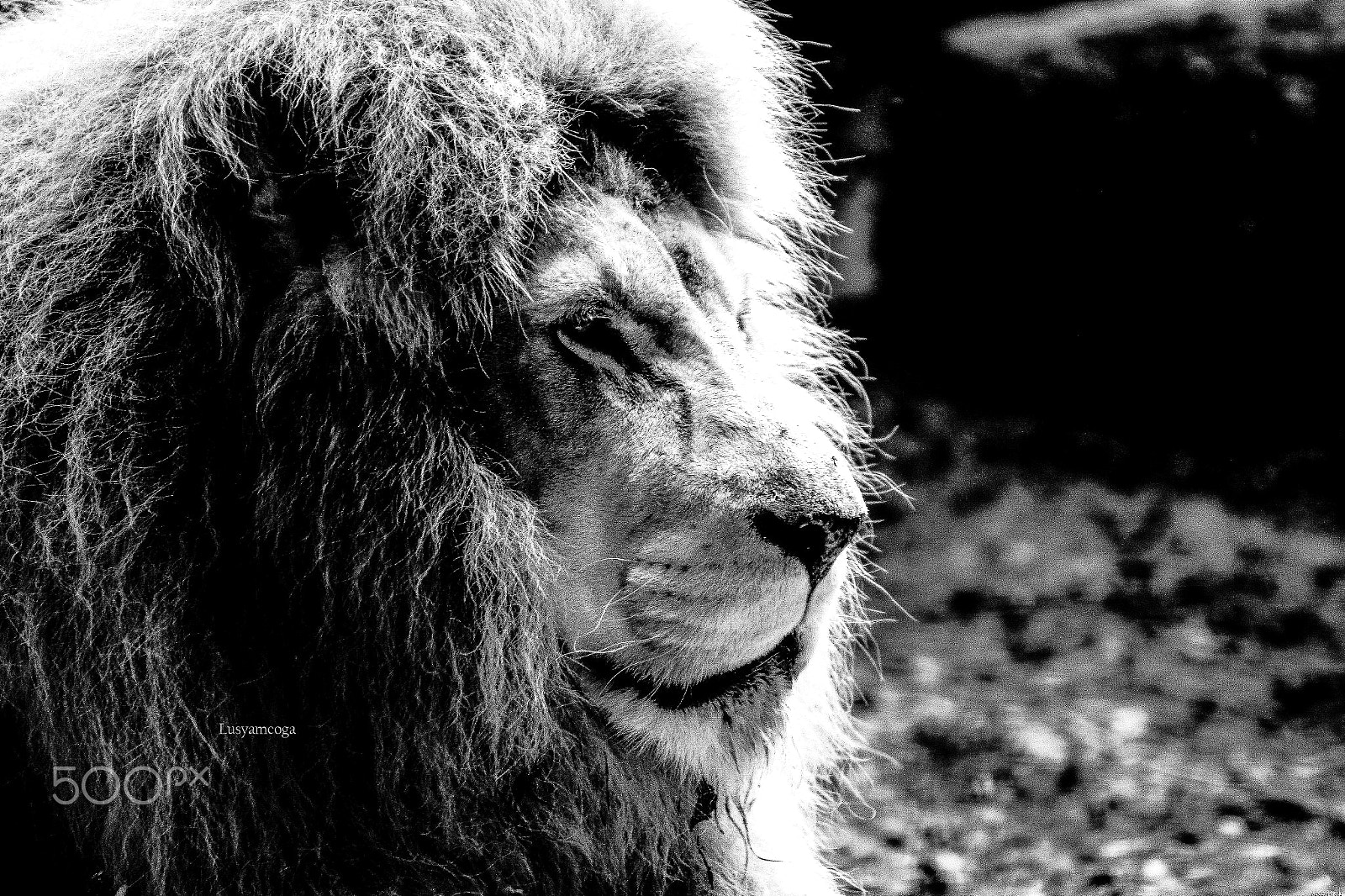 Sigma 70-200mm F2.8 EX DG OS HSM sample photo. Lion photography