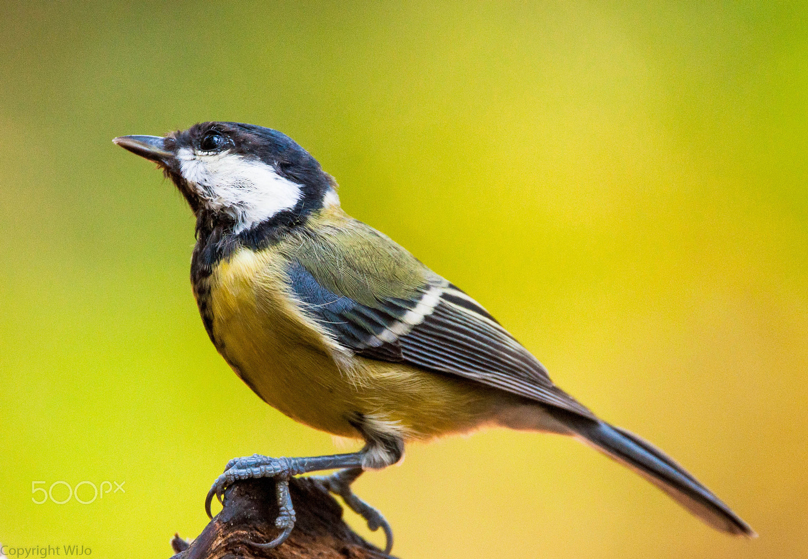 Sigma 150-600mm F5-6.3 DG OS HSM | C sample photo. Great tit / koolmees photography