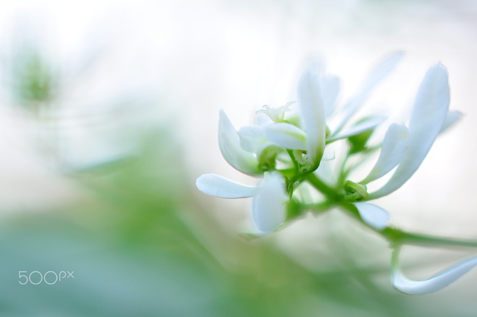 Nikon AF-S DX Micro Nikkor 40mm F2.8 sample photo. Euphorbia photography