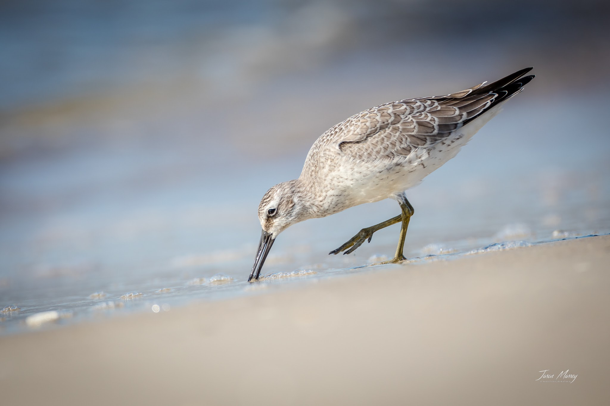 Canon EF 500mm F4L IS USM sample photo. Red knot photography