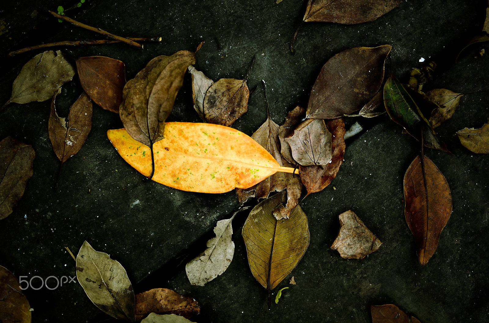 Nikon D7000 + Sigma 50mm F1.4 DG HSM Art sample photo. Leafs photography