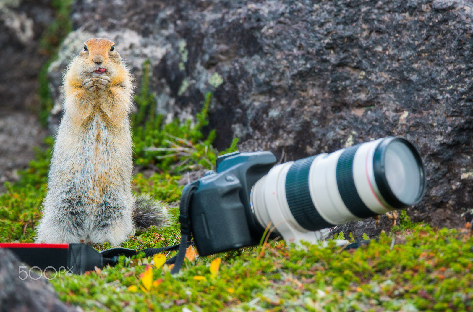 Nikon D800E sample photo. A gift from tourists photography