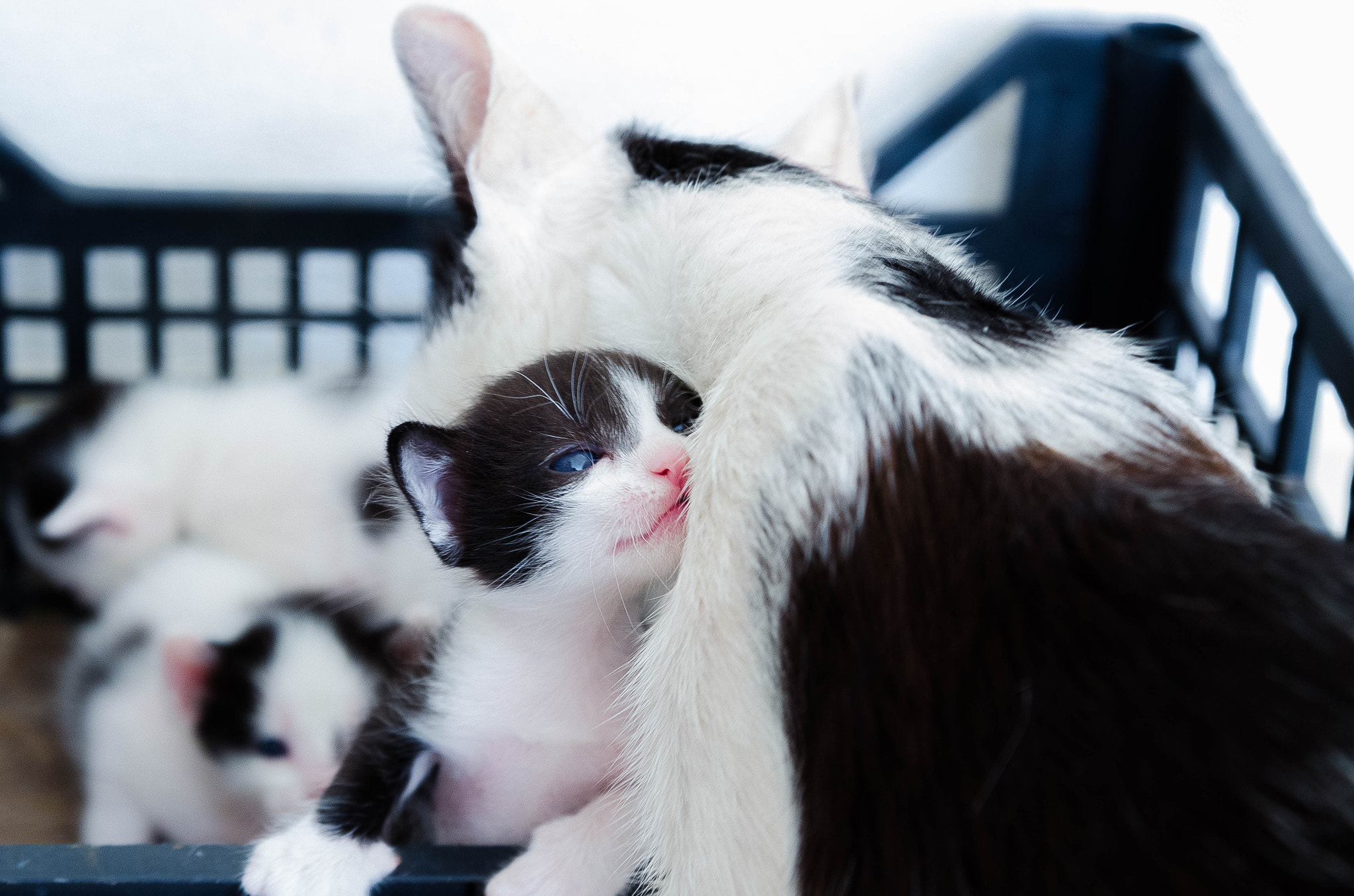 Nikon AF Nikkor 24-85mm F2.8-4D IF sample photo. Cat and kitten love photography