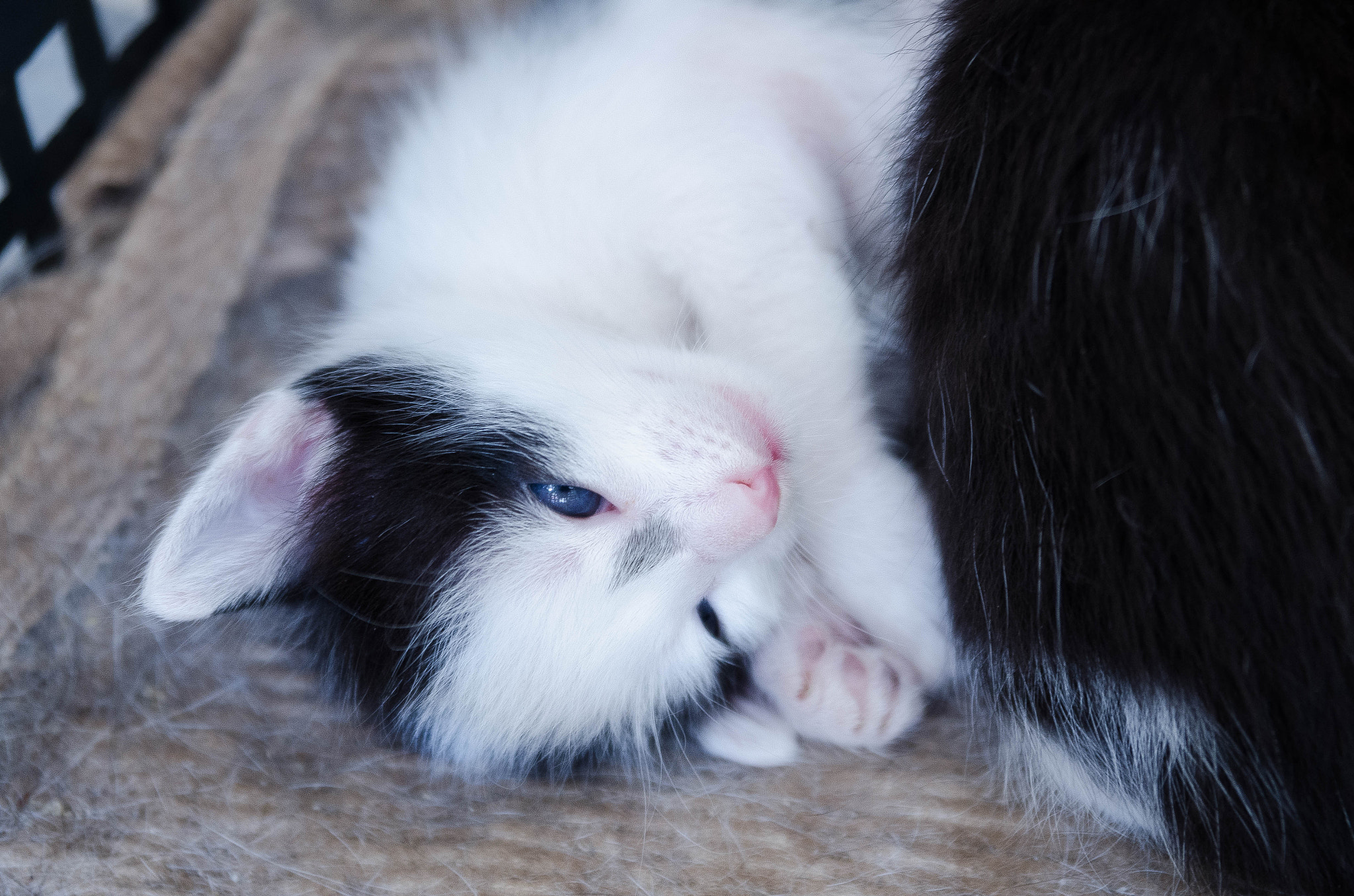 Nikon AF Nikkor 24-85mm F2.8-4D IF sample photo. Kitten photography