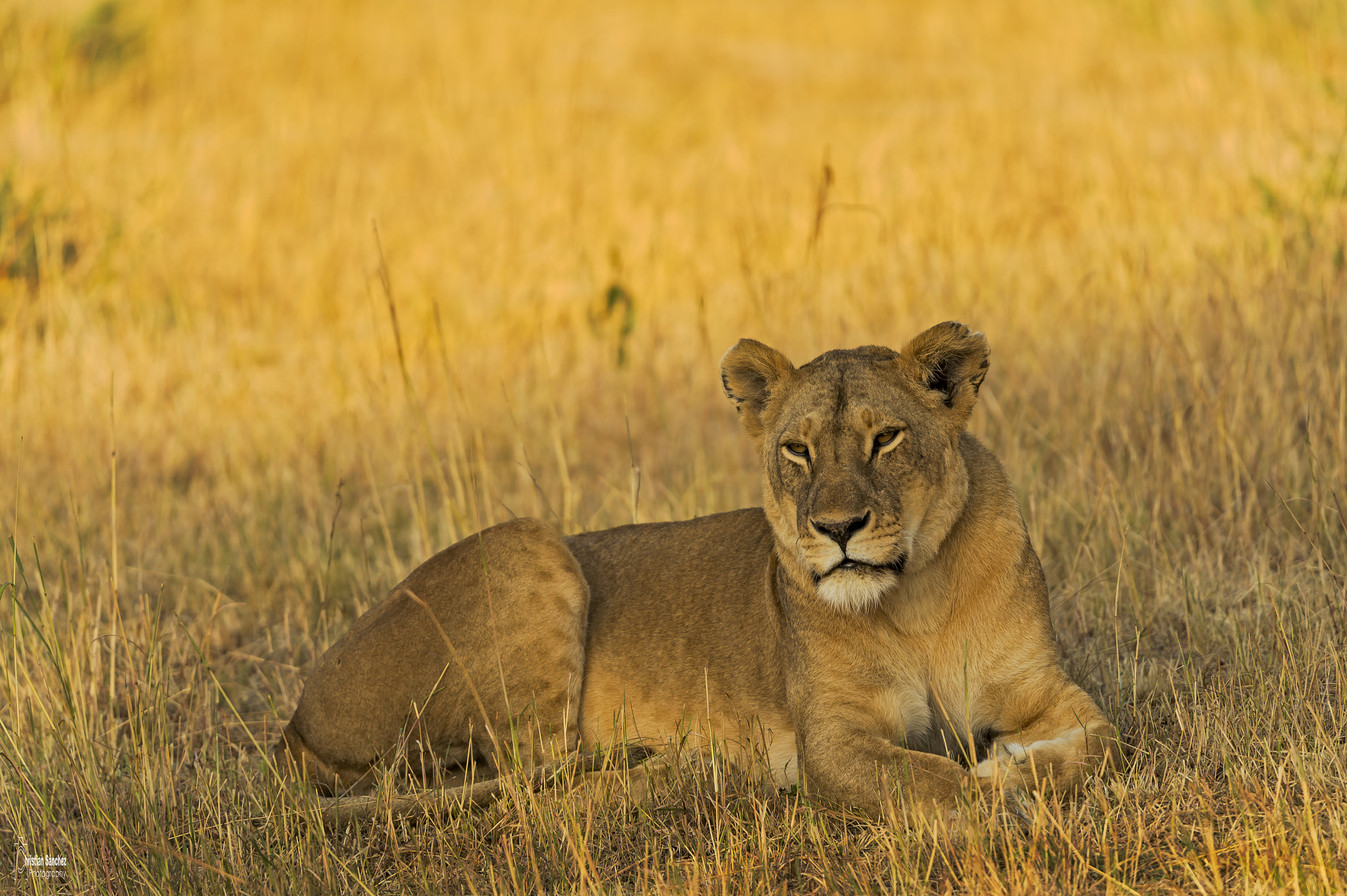 Nikon AF-S Nikkor 400mm F2.8G ED VR II sample photo. Lion photography
