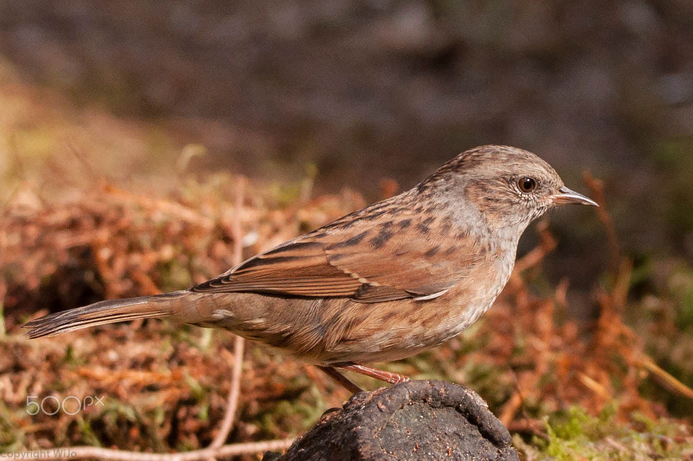 Sigma 150-600mm F5-6.3 DG OS HSM | C sample photo. Dunnock / heggemus photography