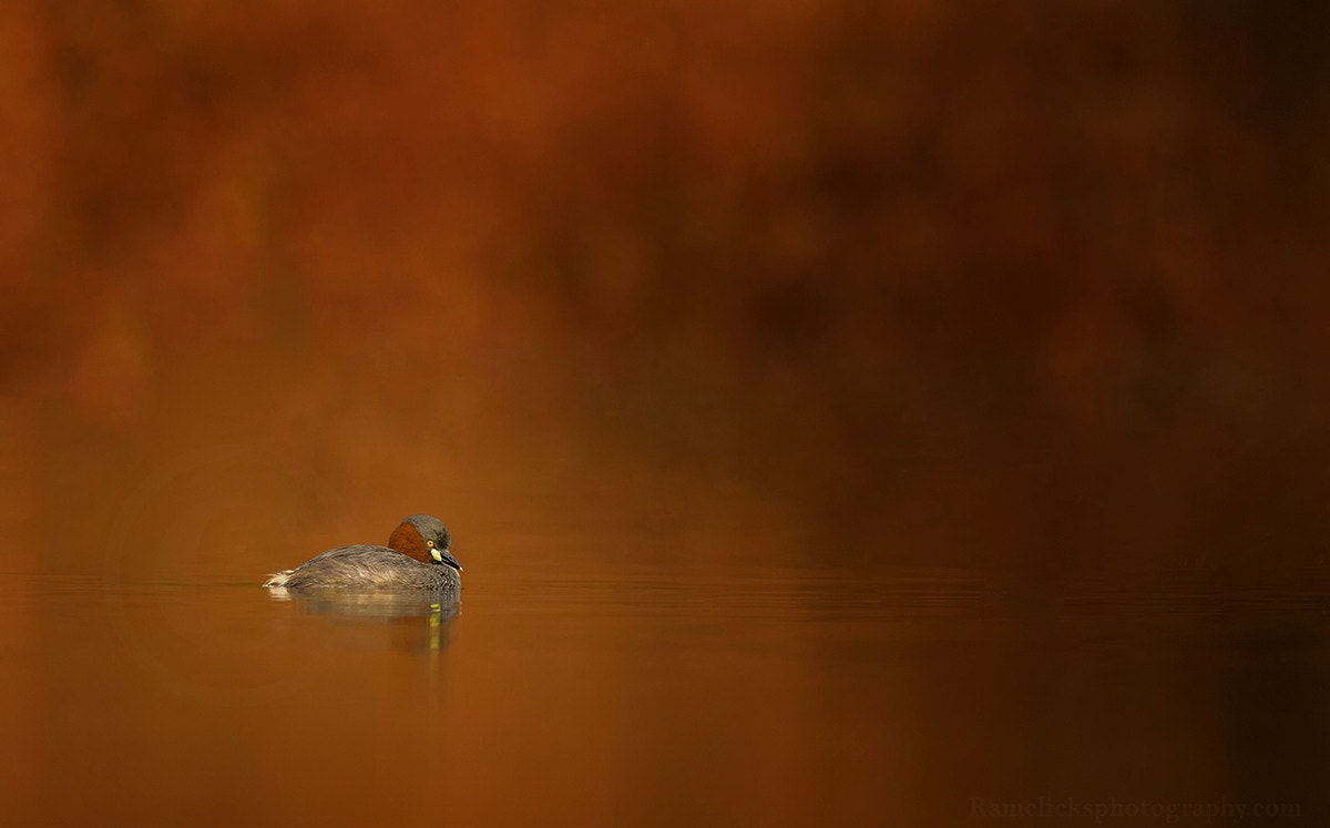 Sigma 500mm F4.5 EX DG HSM sample photo. Little grebe photography