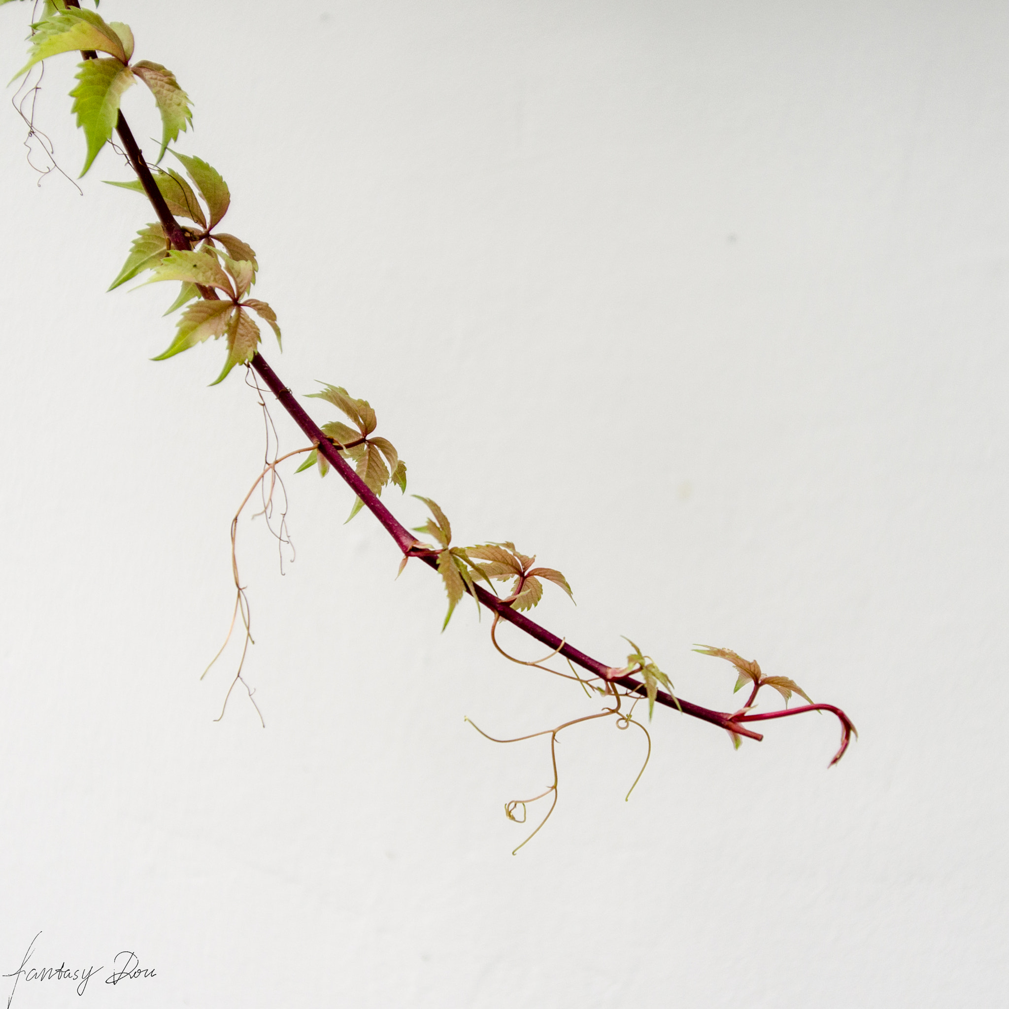 Nikon AF Nikkor 24-85mm F2.8-4D IF sample photo. Creepers photography