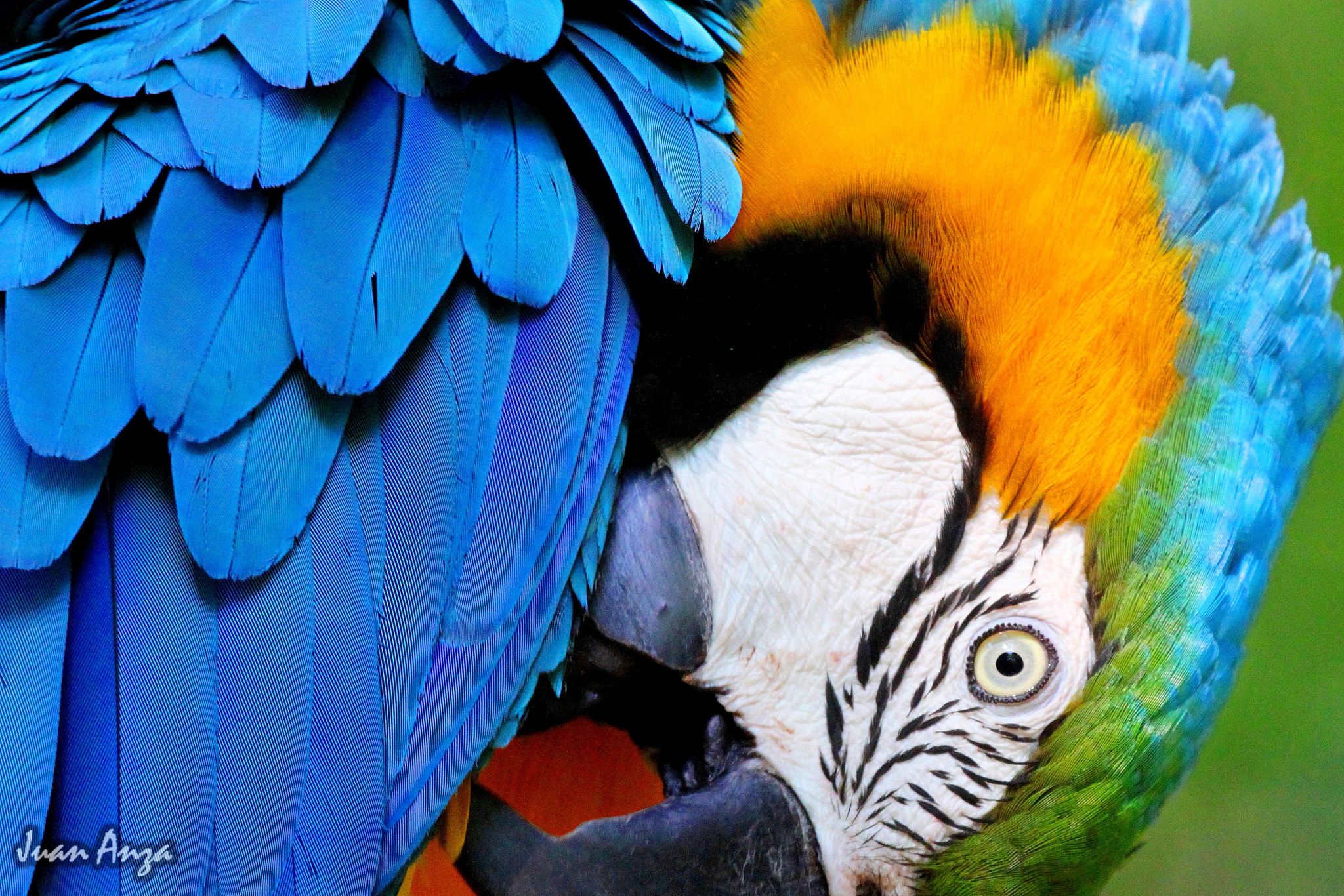 Canon EF 100-400mm F4.5-5.6L IS USM sample photo. Blue-and-yellow macaw photography