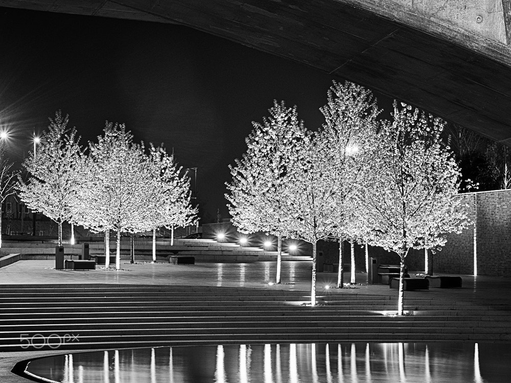 Pentax K-5 II sample photo. Silver tree photography