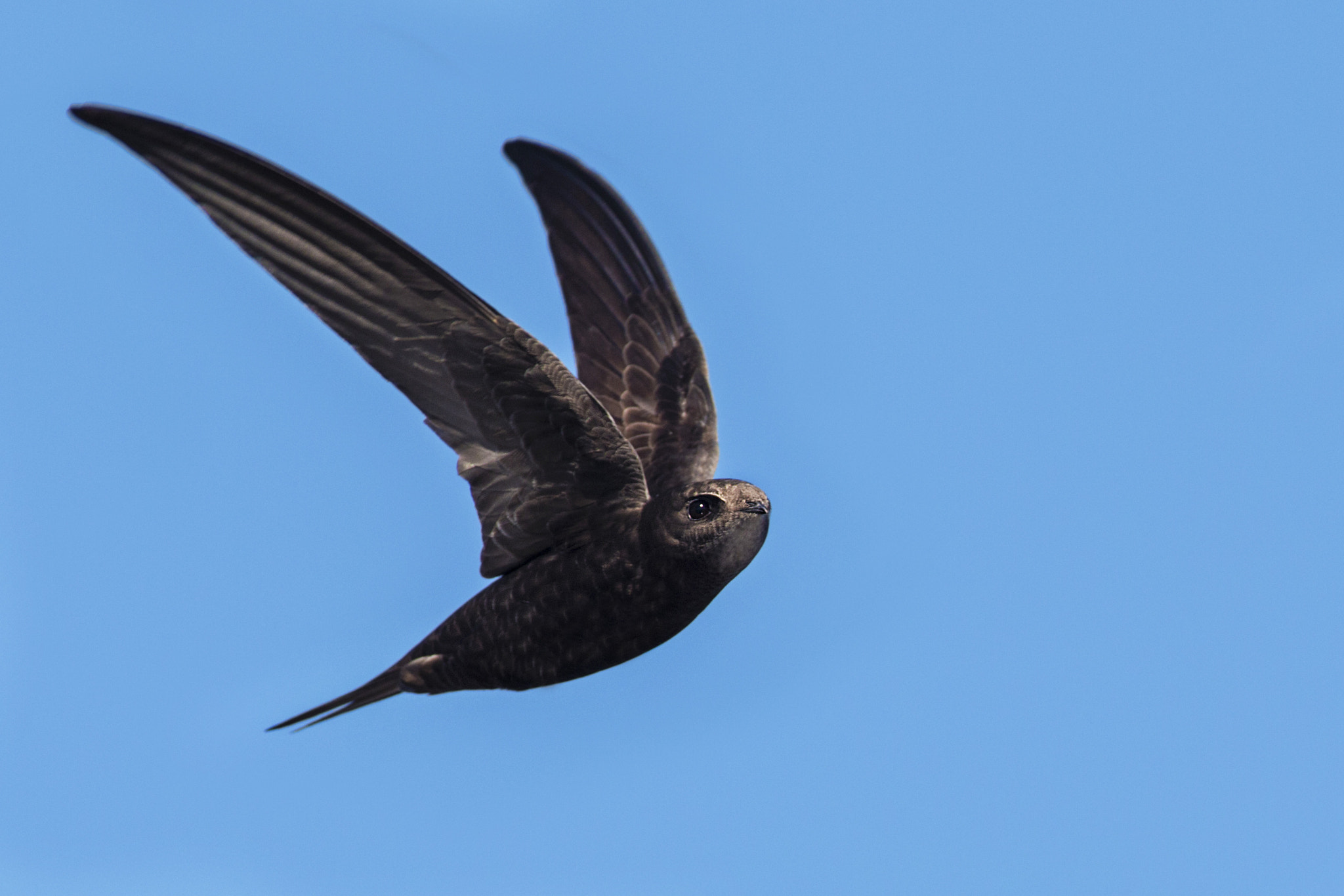 Canon EF 300mm f/2.8L + 1.4x sample photo. Swift photography