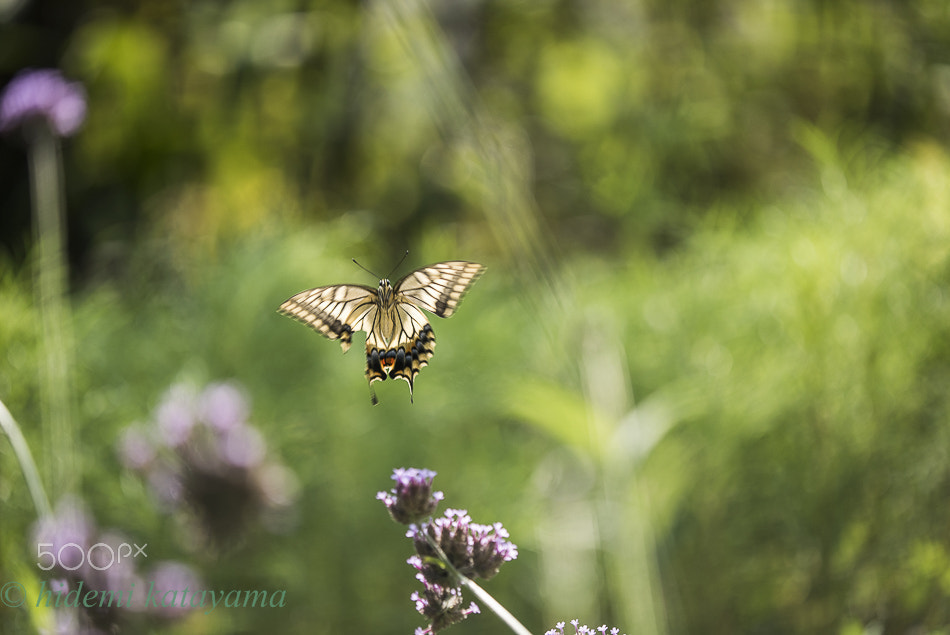 Sony a7S + Tamron SP AF 180mm F3.5 Di LD (IF) Macro sample photo. Flying of swallowtail butterfly photography
