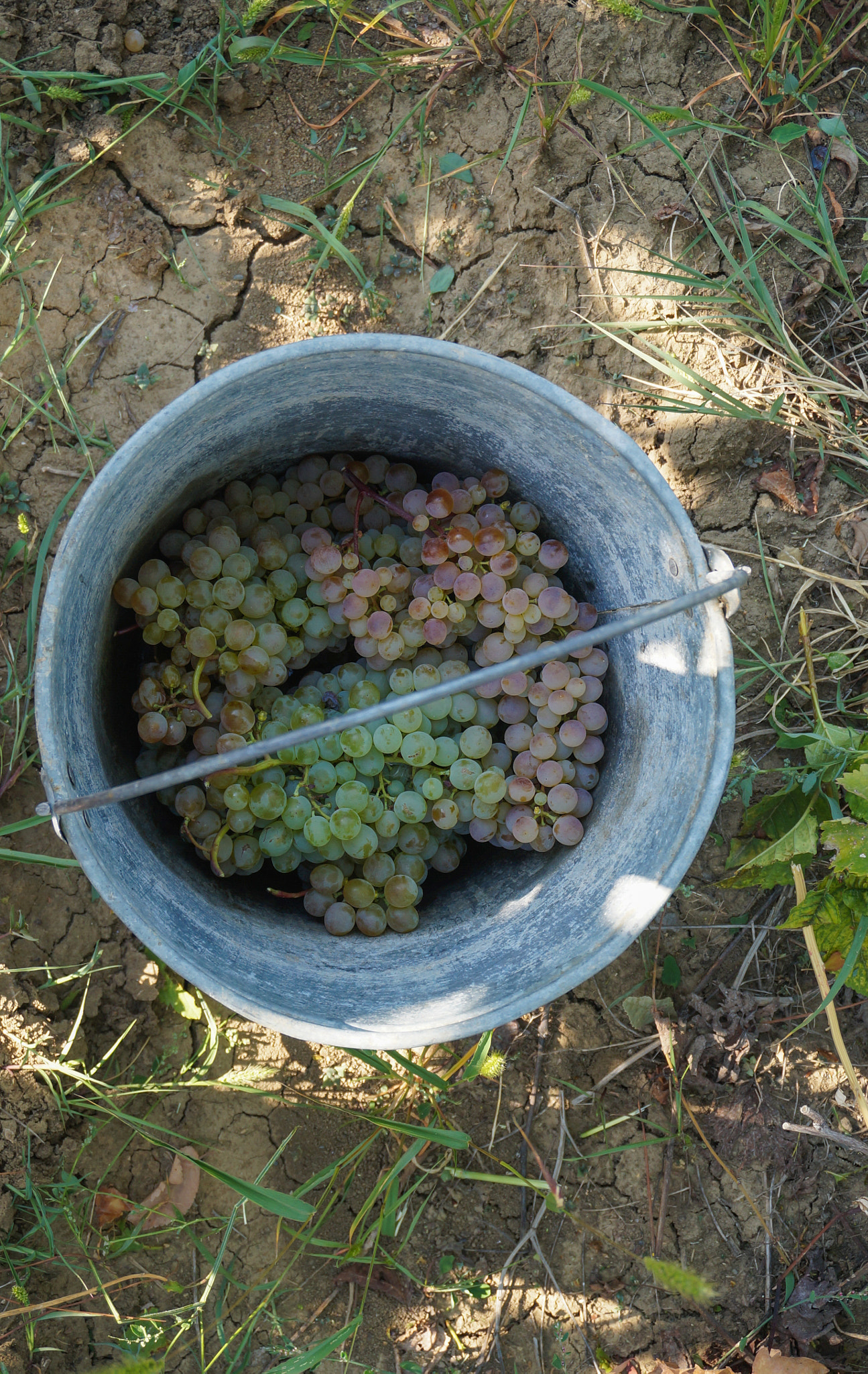 Sony Alpha NEX-3N + Sony E 18-50mm F4-5.6 sample photo. Bucket of grapes, kakheti photography