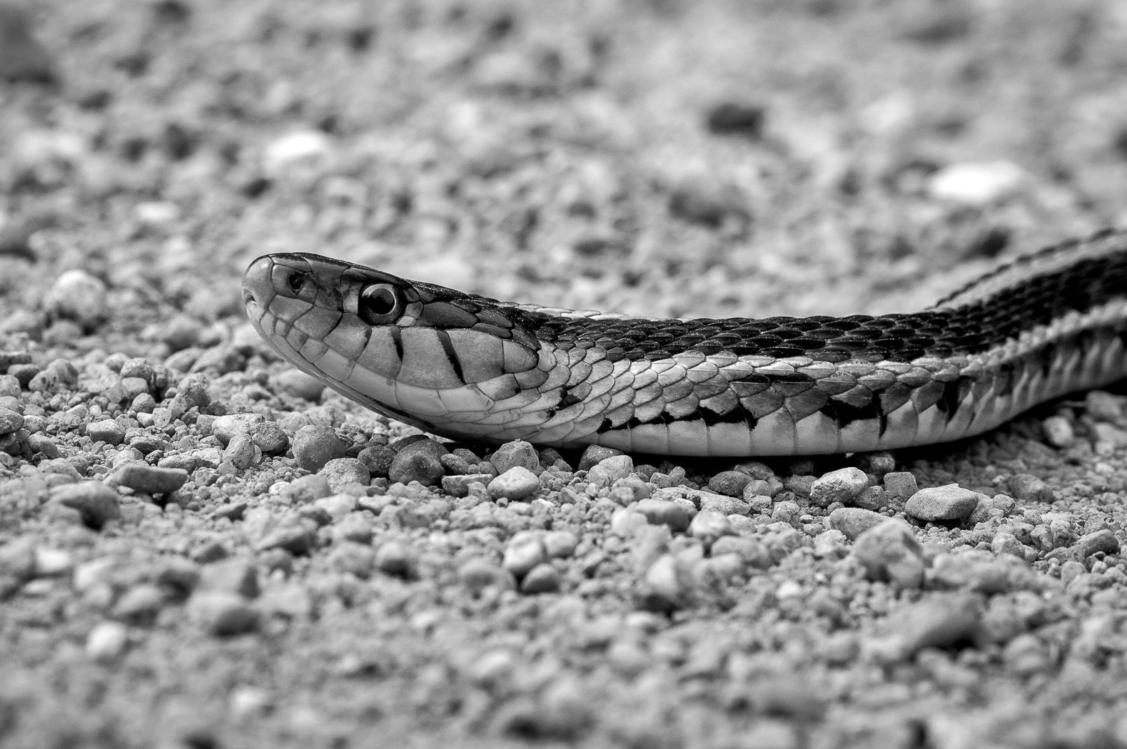Sigma 70mm F2.8 EX DG Macro sample photo. Plains garter snake in b&w photography