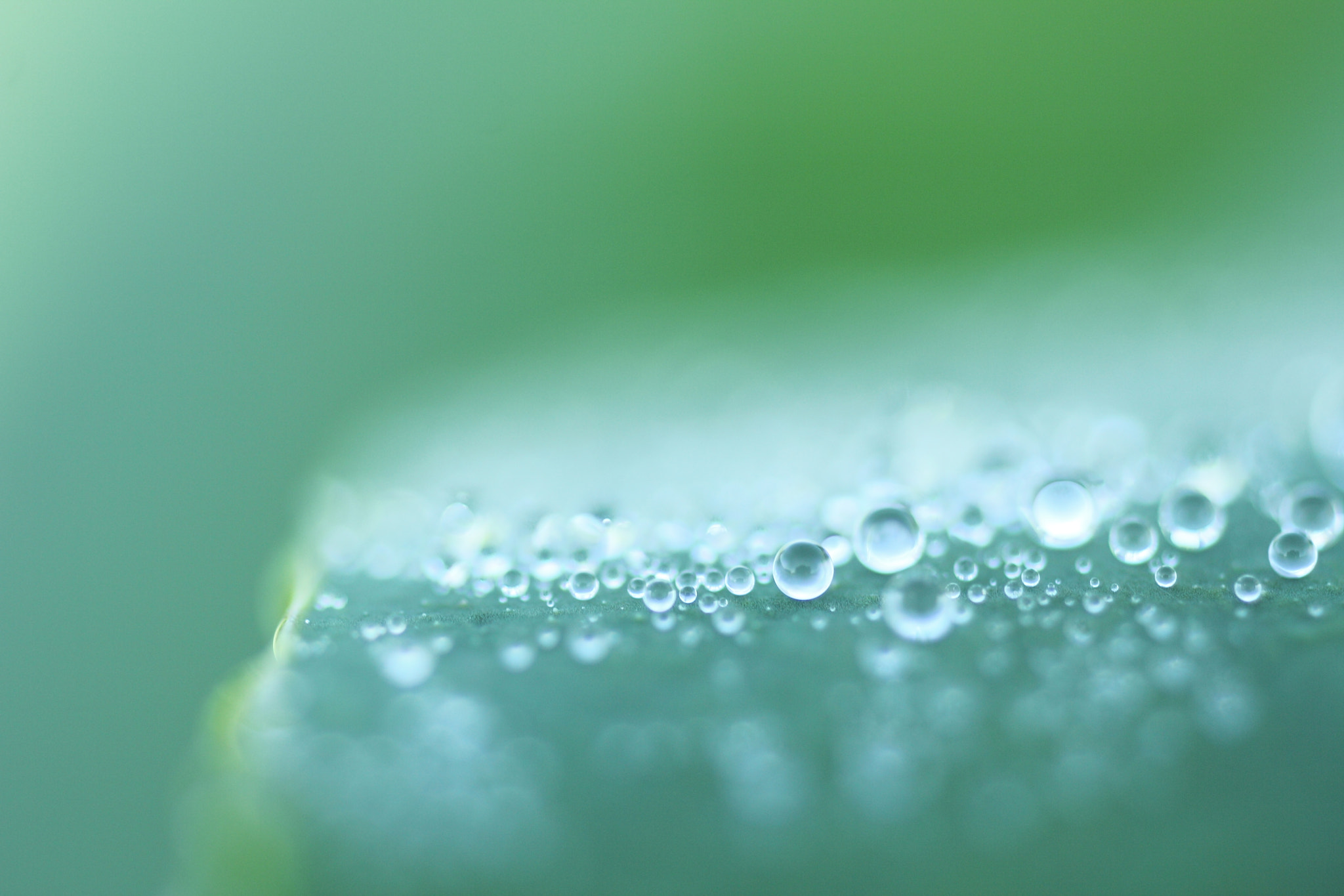 Tamron SP AF 60mm F2 Di II LD IF Macro sample photo. Hasunoha-korokoro photography