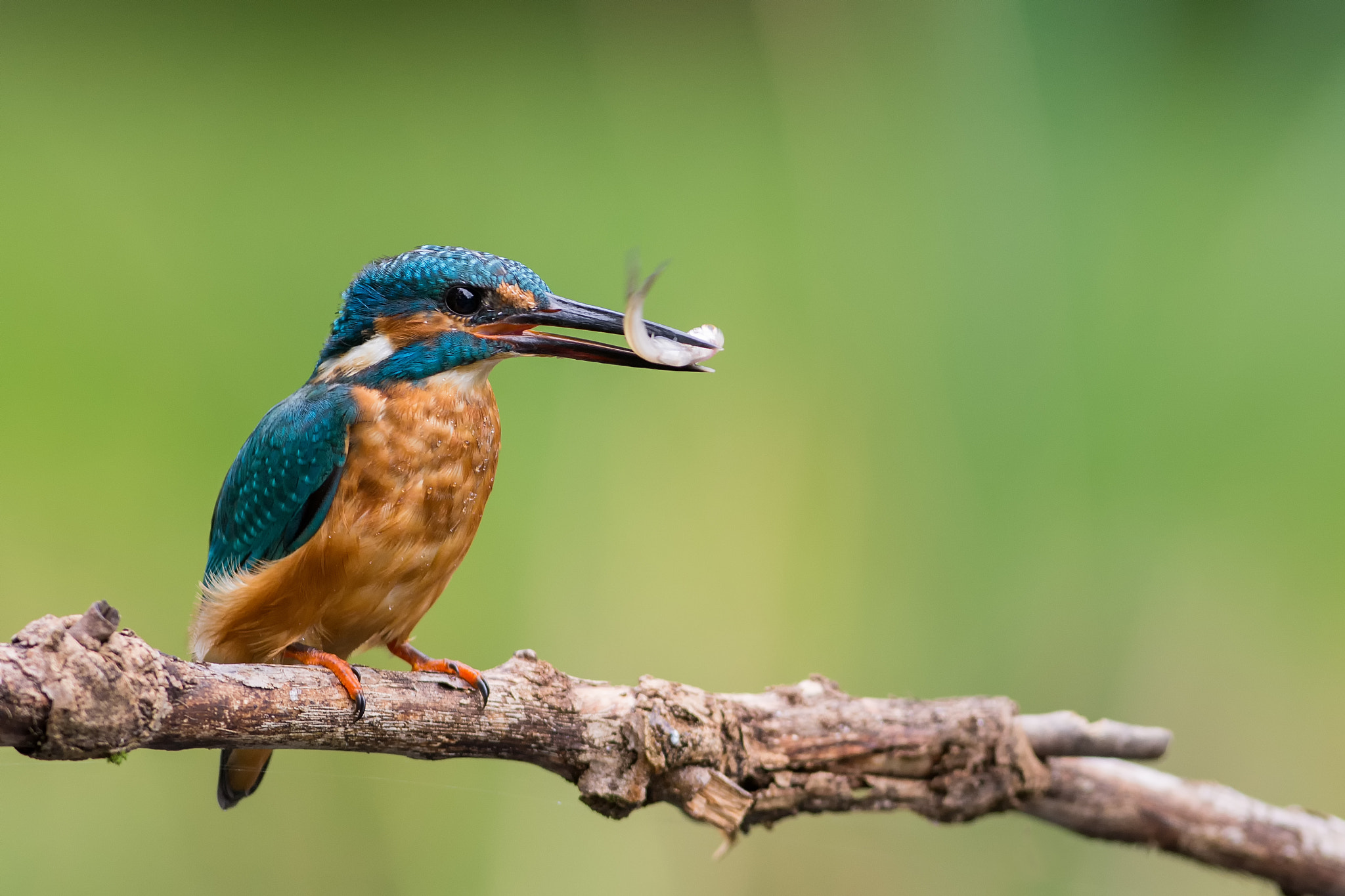 Nikon AF-S Nikkor 300mm F2.8G ED VR II sample photo. The king photography
