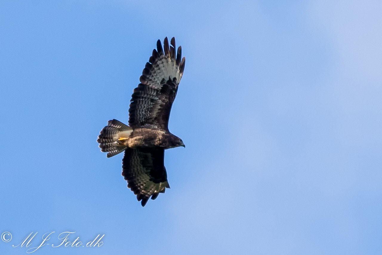 Sigma 150-600mm F5-6.3 DG OS HSM | C sample photo. Bird photography