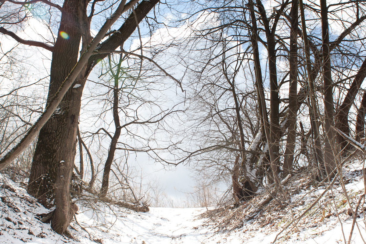 Canon EF 28mm F1.8 USM sample photo. Fairytale wood photography