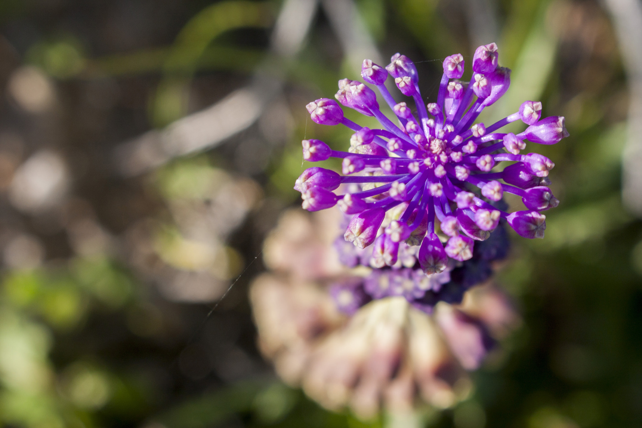 Canon EOS 40D sample photo. Flor silvestre photography