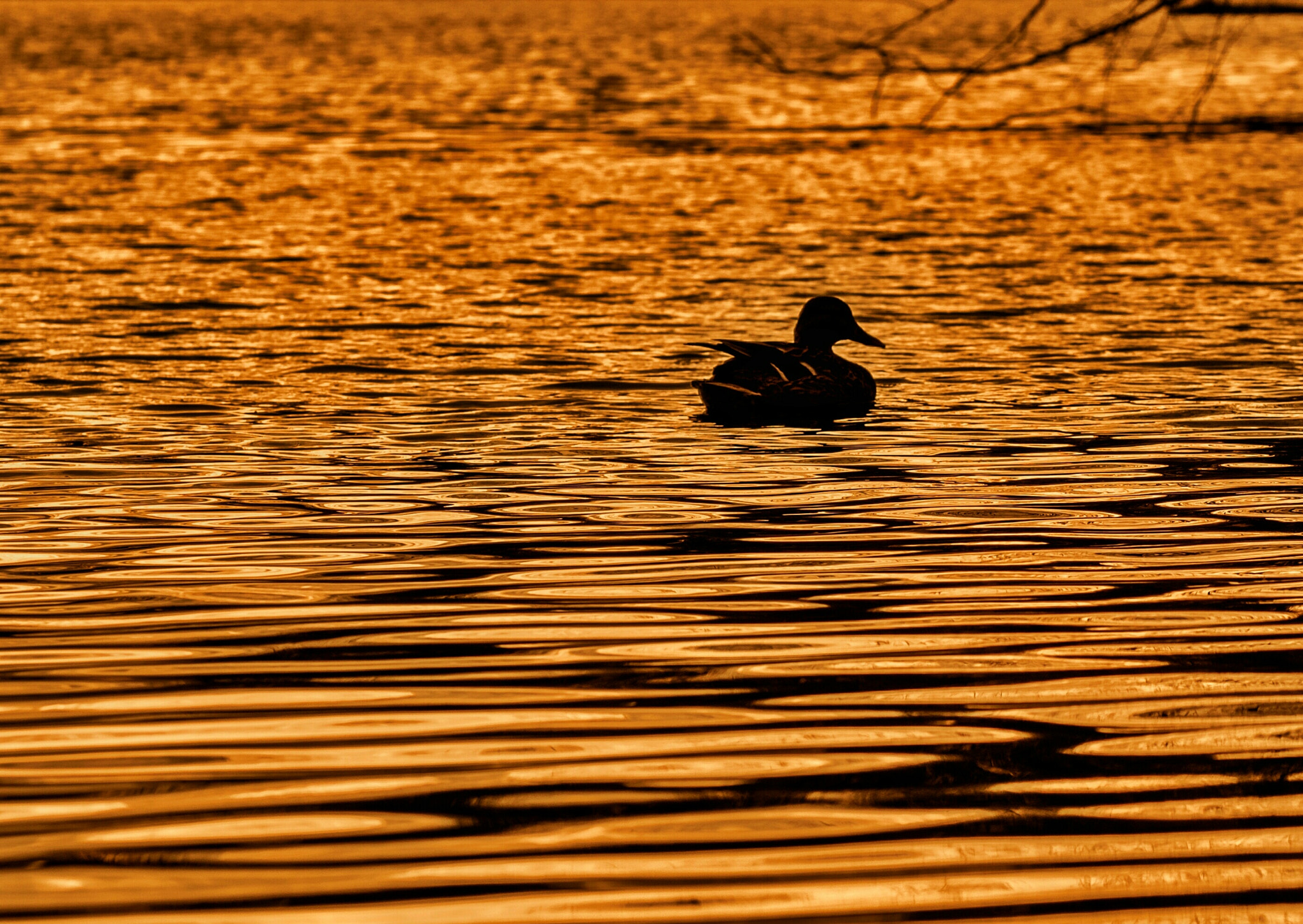 Olympus OM-D E-M5 + Olympus M.Zuiko Digital ED 75mm F1.8 sample photo. Sunset duck  photography