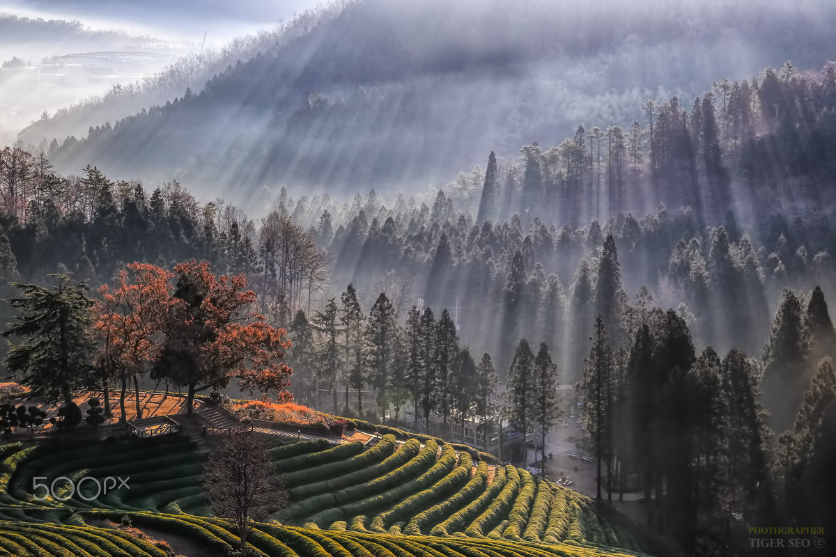 Rays on green tea farmland