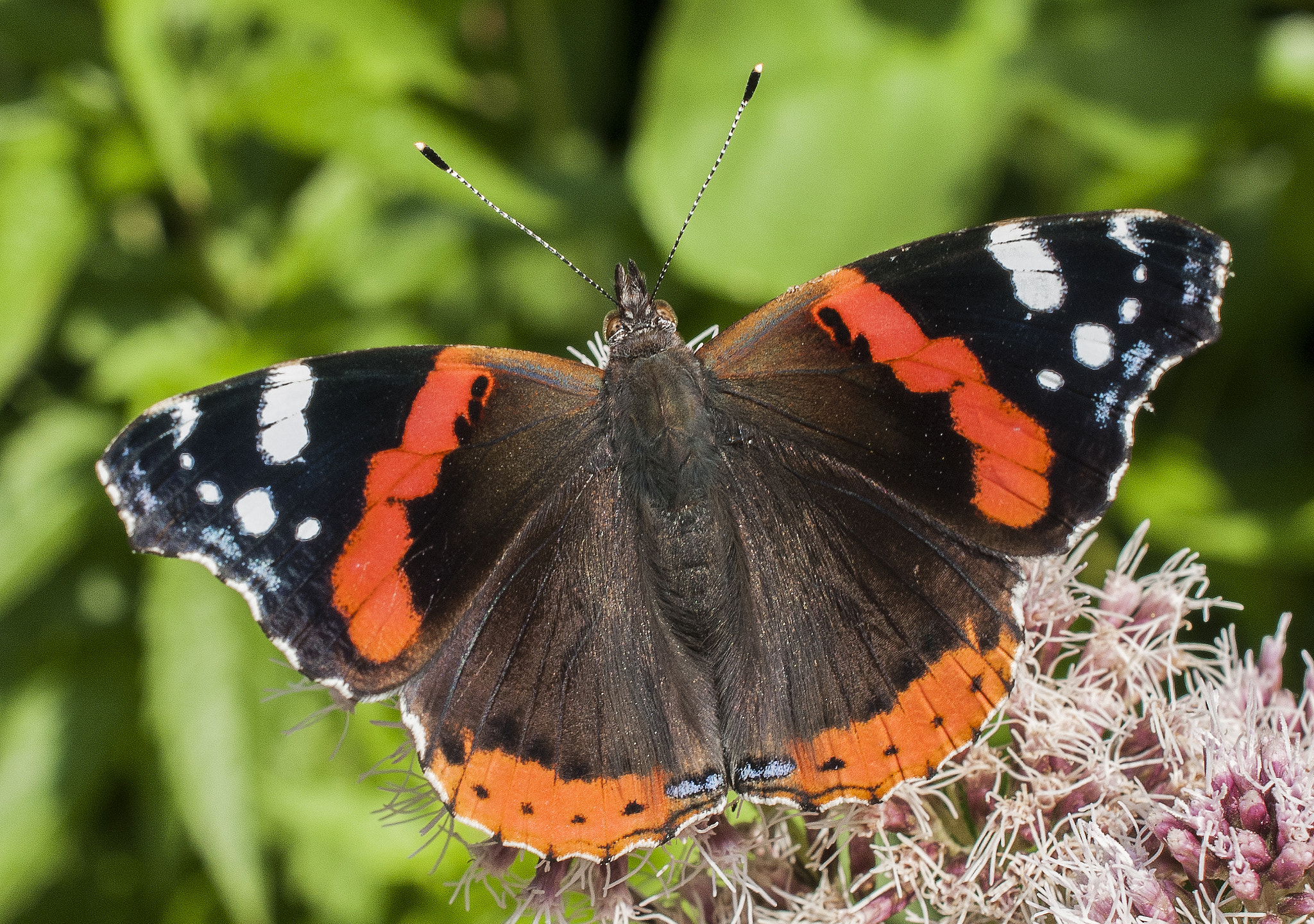 Nikon AF-S DX Micro Nikkor 40mm F2.8 sample photo. Vanessa atalanta photography
