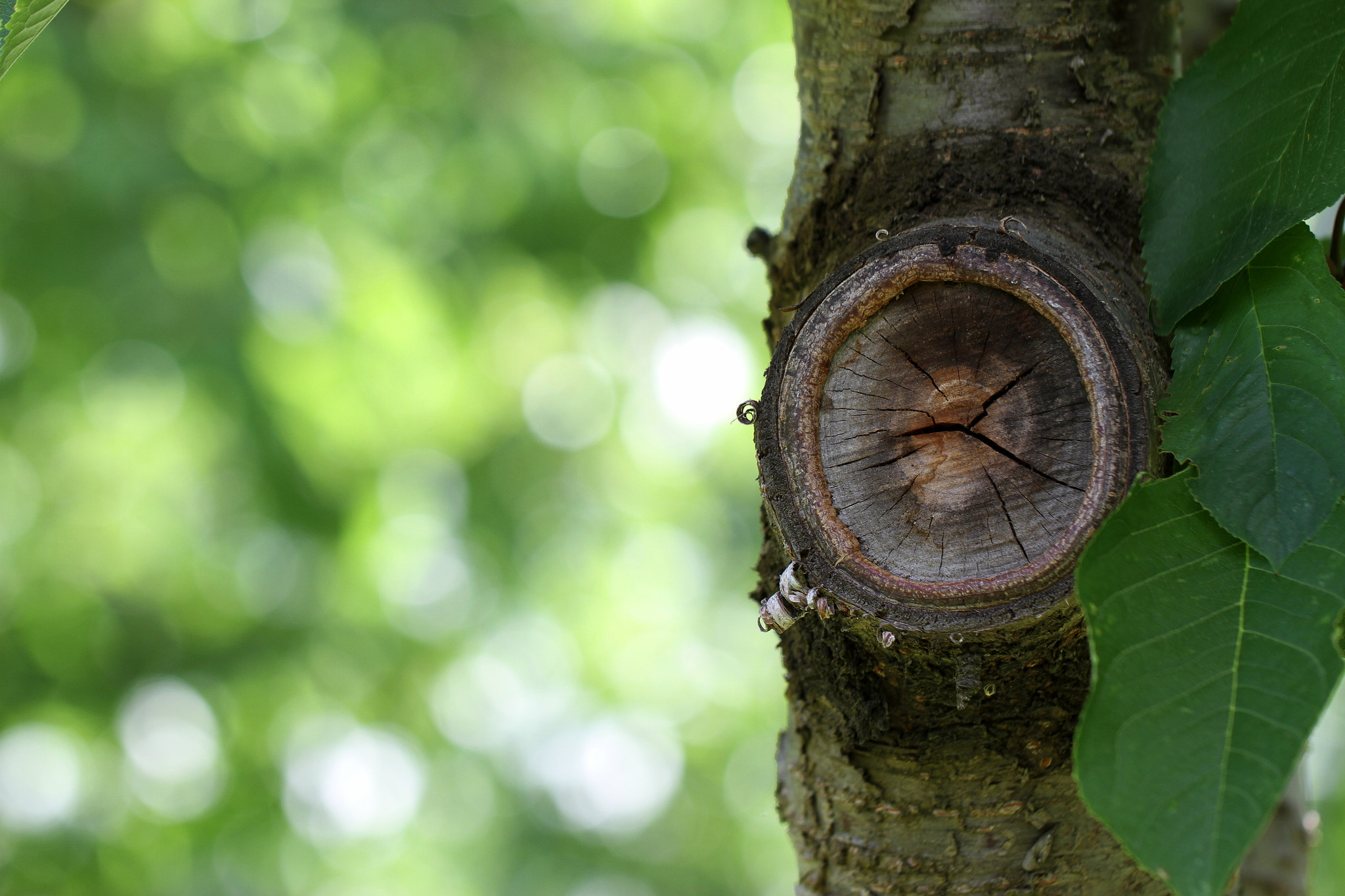Canon EF 100mm F2.8L Macro IS USM sample photo. Broken bokeh photography