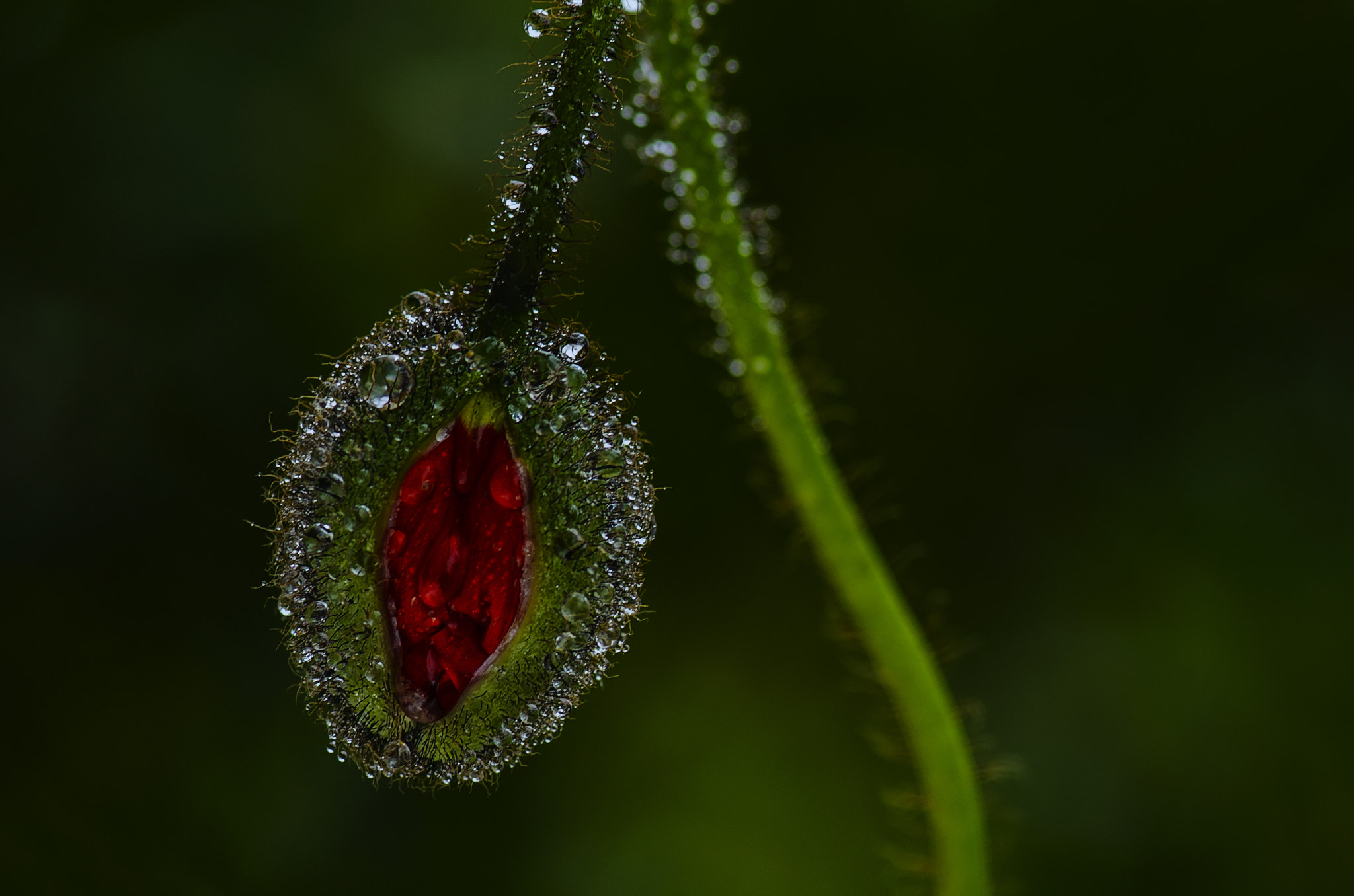 Nikon D200 sample photo. Sparkling jewel photography