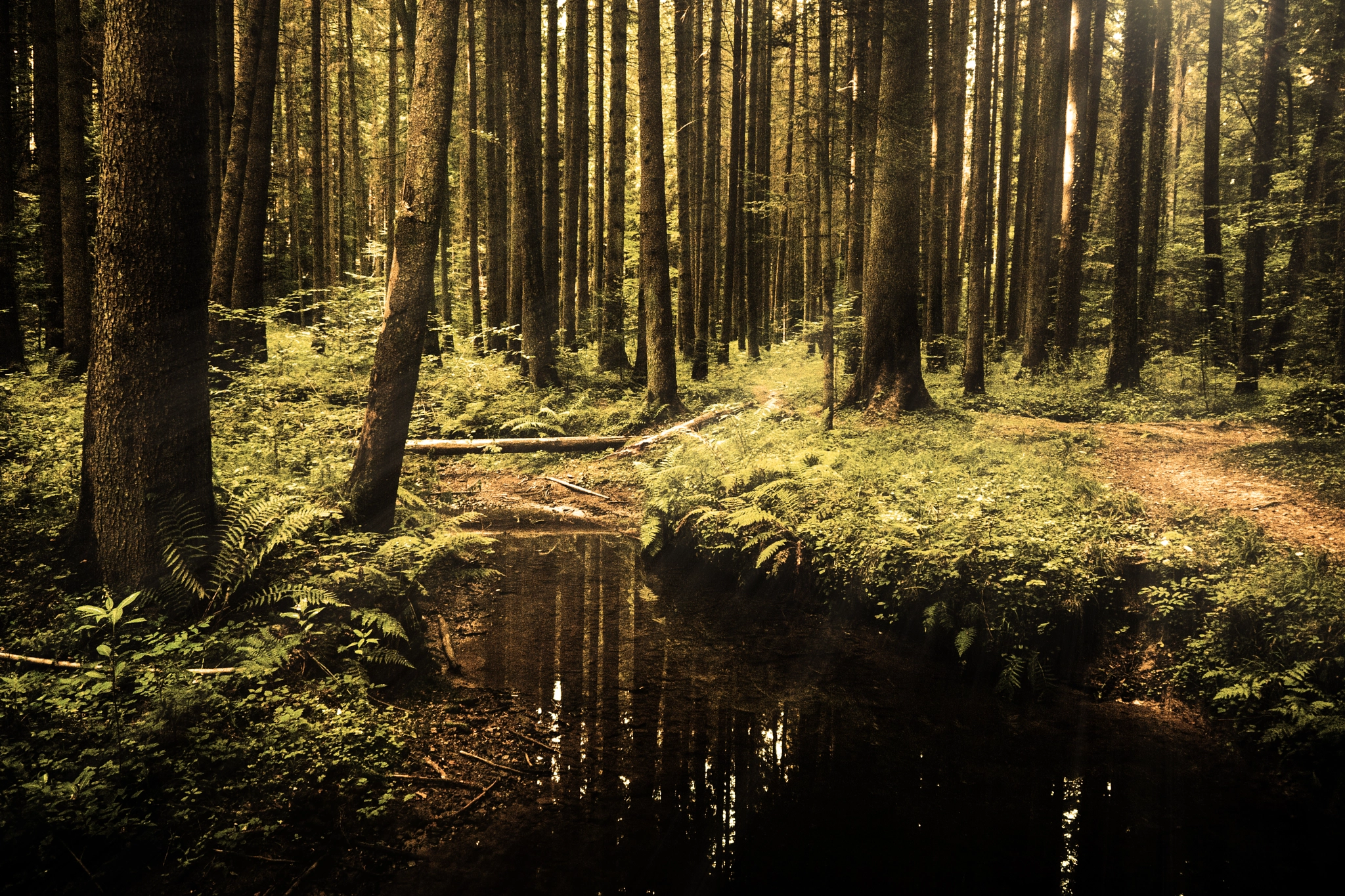 Panasonic Lumix DMC-G1 sample photo. Little forest stream photography