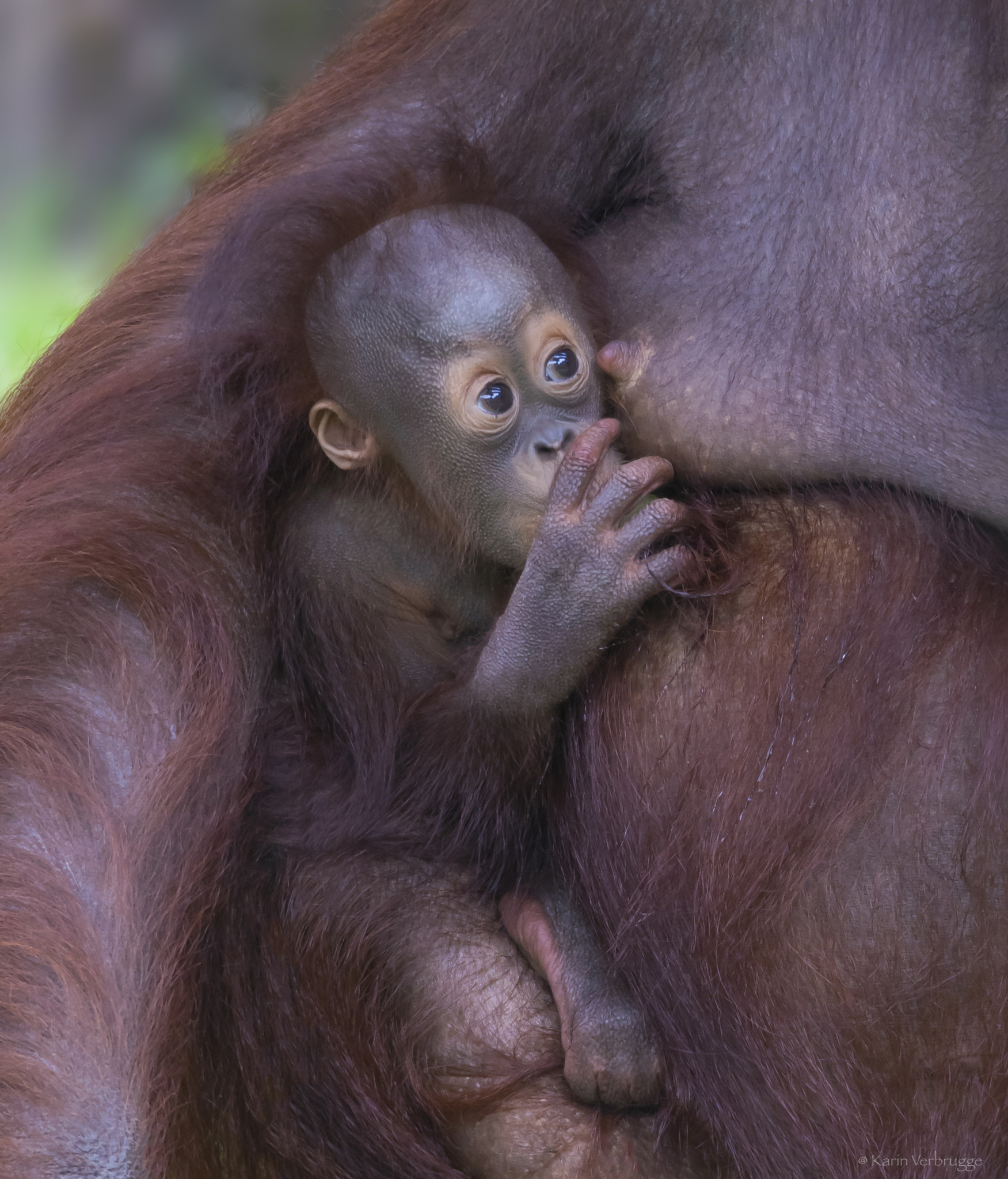 Sigma 120-400mm F4.5-5.6 DG OS HSM sample photo. Mother with baby photography