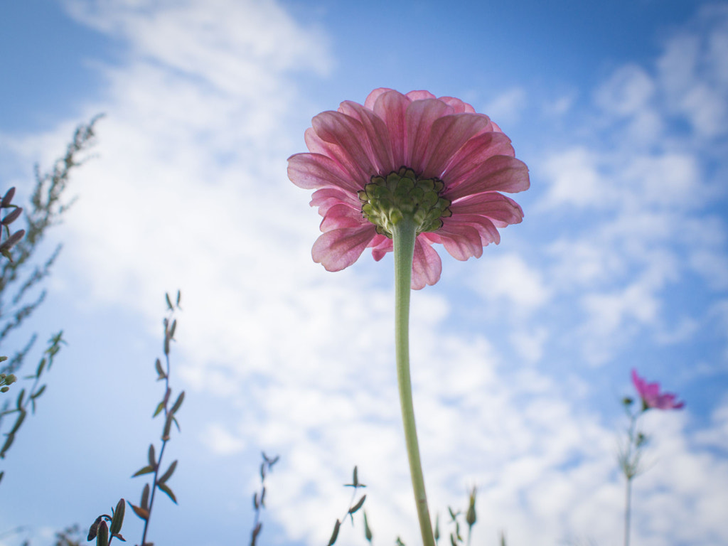 Fleur Bleu by PoZKé on 500px.com