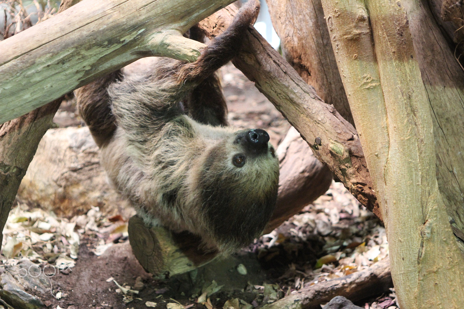 Canon EF 28-105mm f/3.5-4.5 USM sample photo. Sloth photography