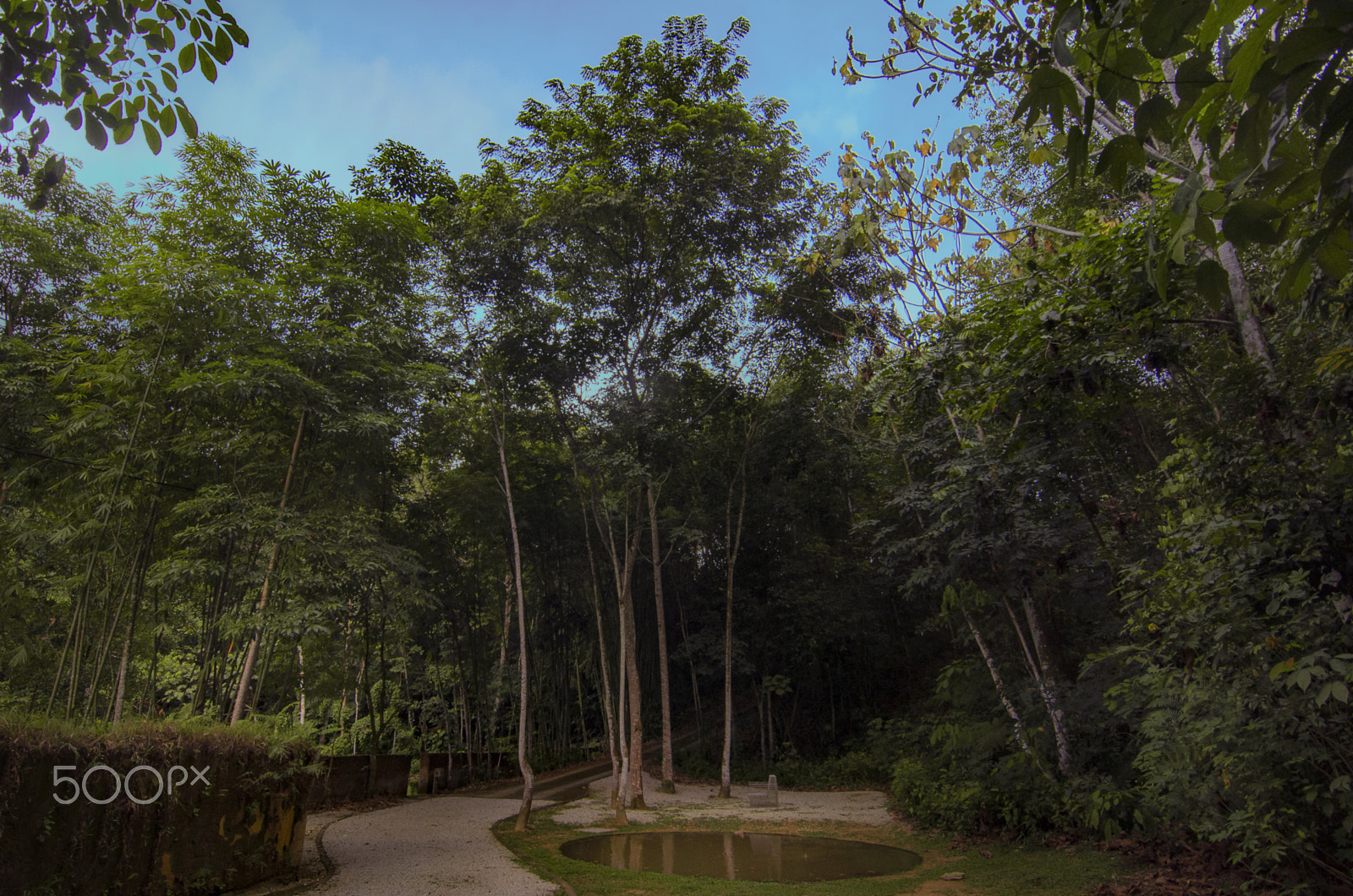 Nikon D7000 sample photo. A view in the tropical rainforest photography