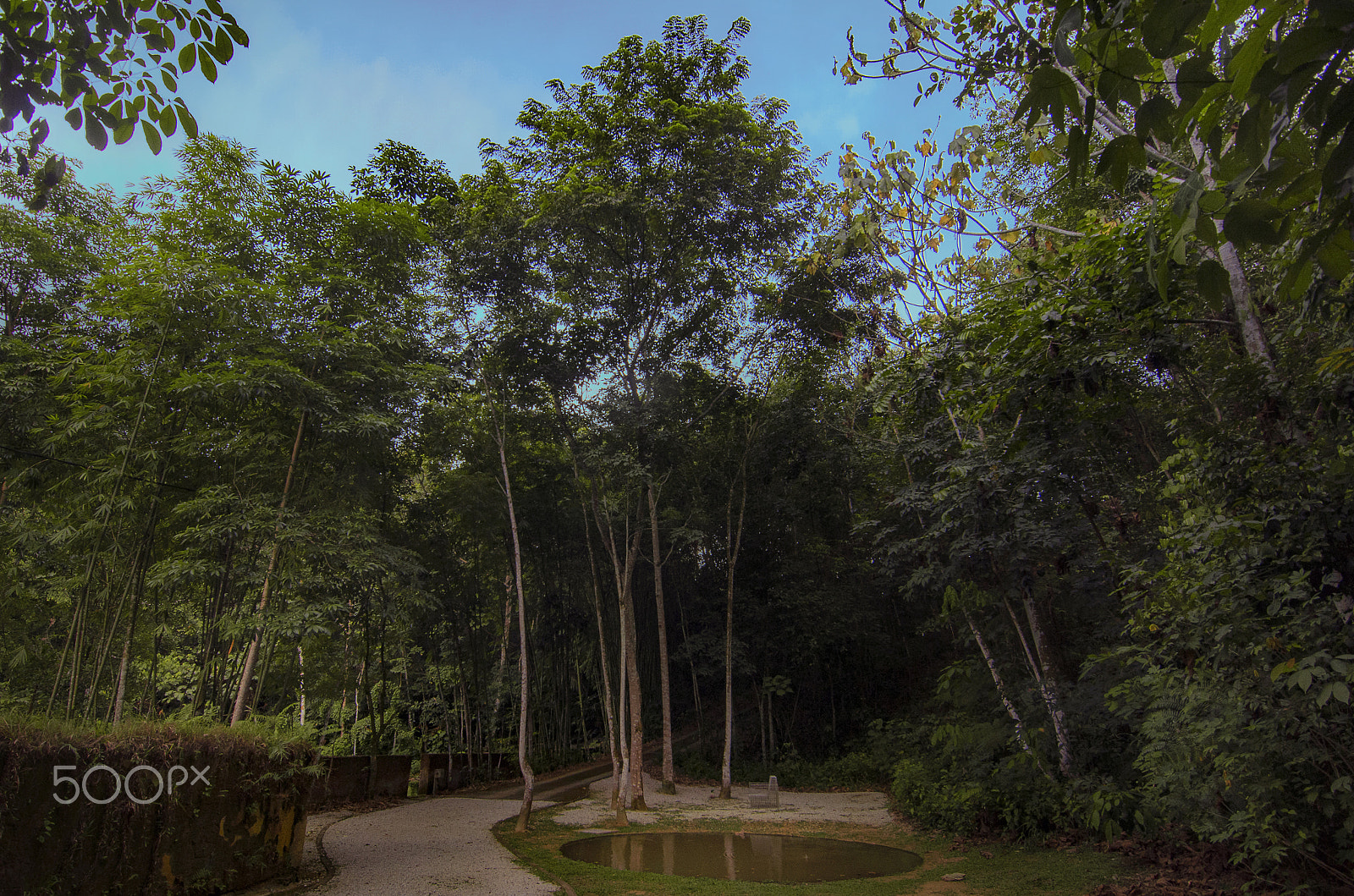 Tokina AT-X Pro 11-16mm F2.8 DX sample photo. A view in the tropical rainforest photography