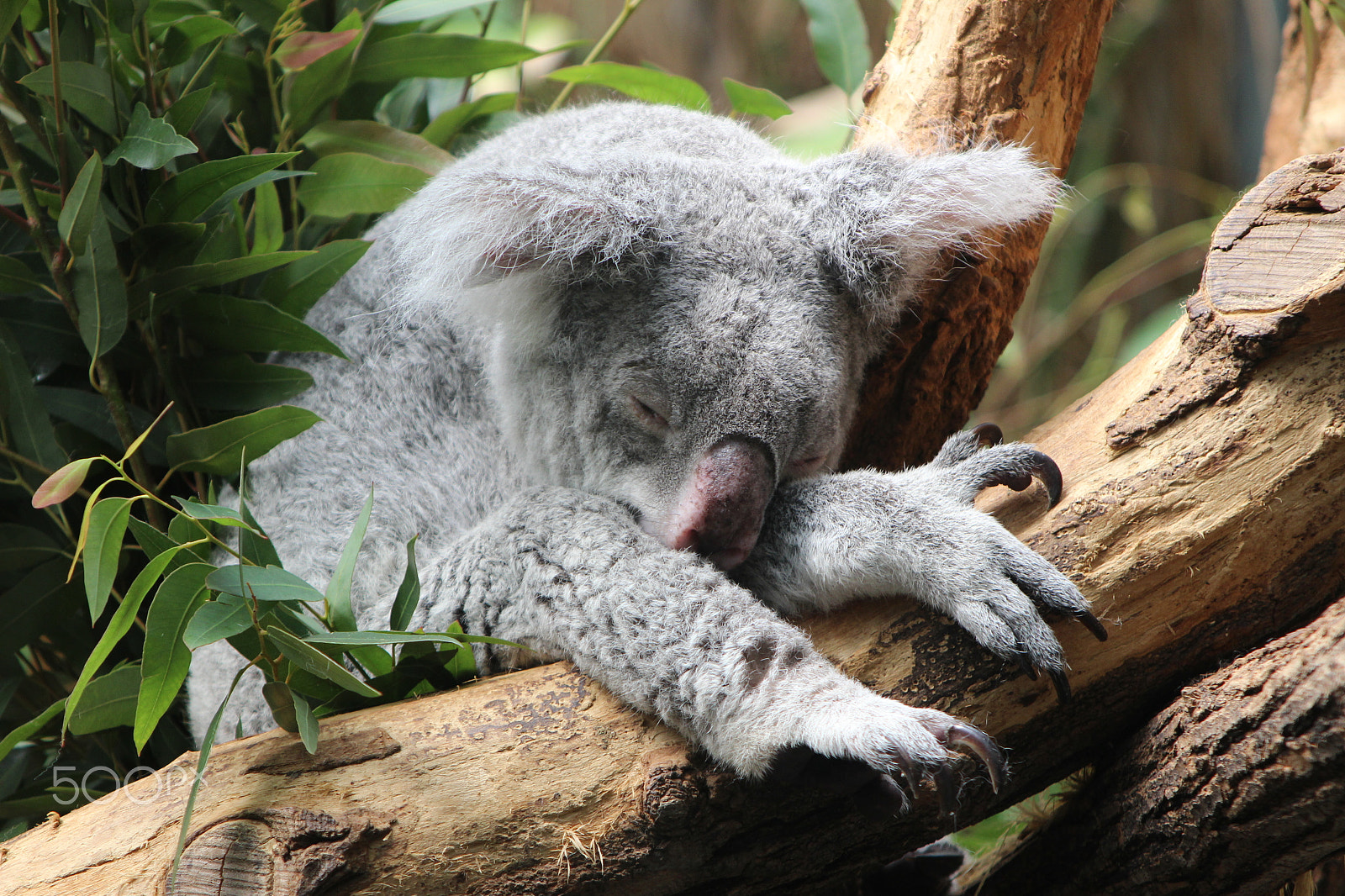 Canon EF 28-105mm f/3.5-4.5 USM sample photo. Sleepy koala photography