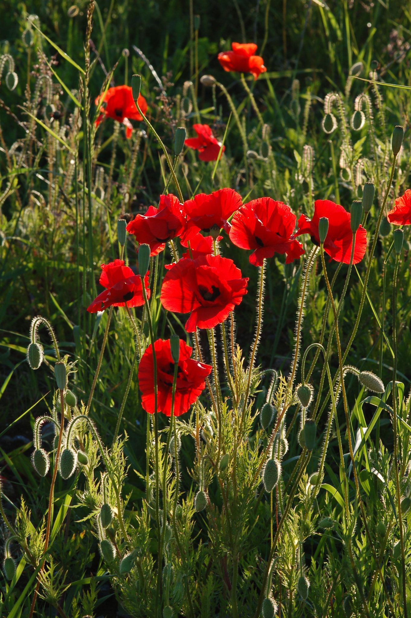 Nikon D50 + Sigma 105mm F2.8 EX DG Macro sample photo. Wild poppies photography