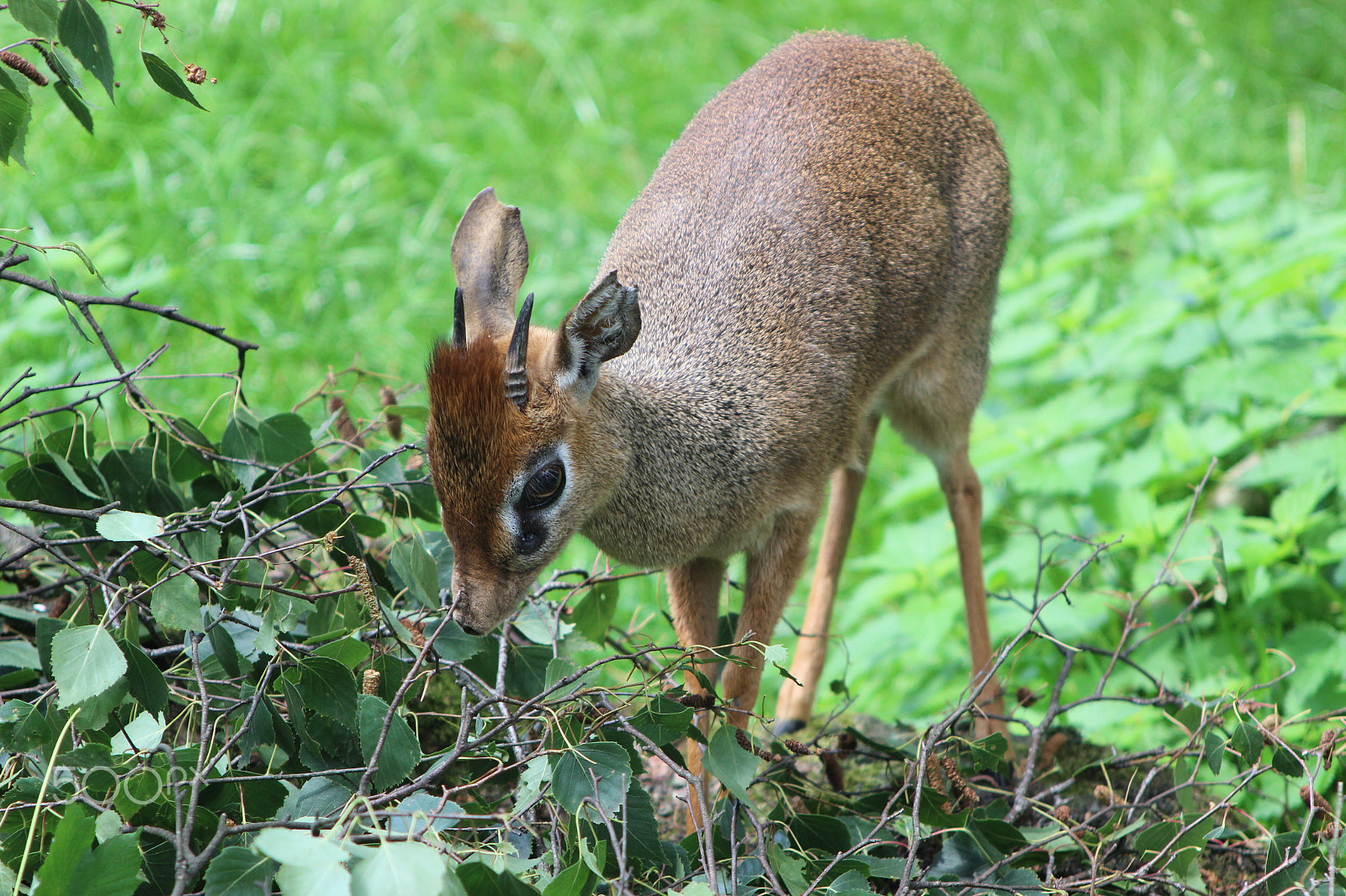 Canon EOS 600D (Rebel EOS T3i / EOS Kiss X5) + Canon EF 28-105mm f/3.5-4.5 USM sample photo. Muntjac deer photography