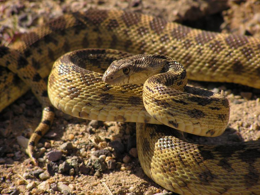 Olympus C750UZ sample photo. Gopher snake (pituophis catenifer) photography