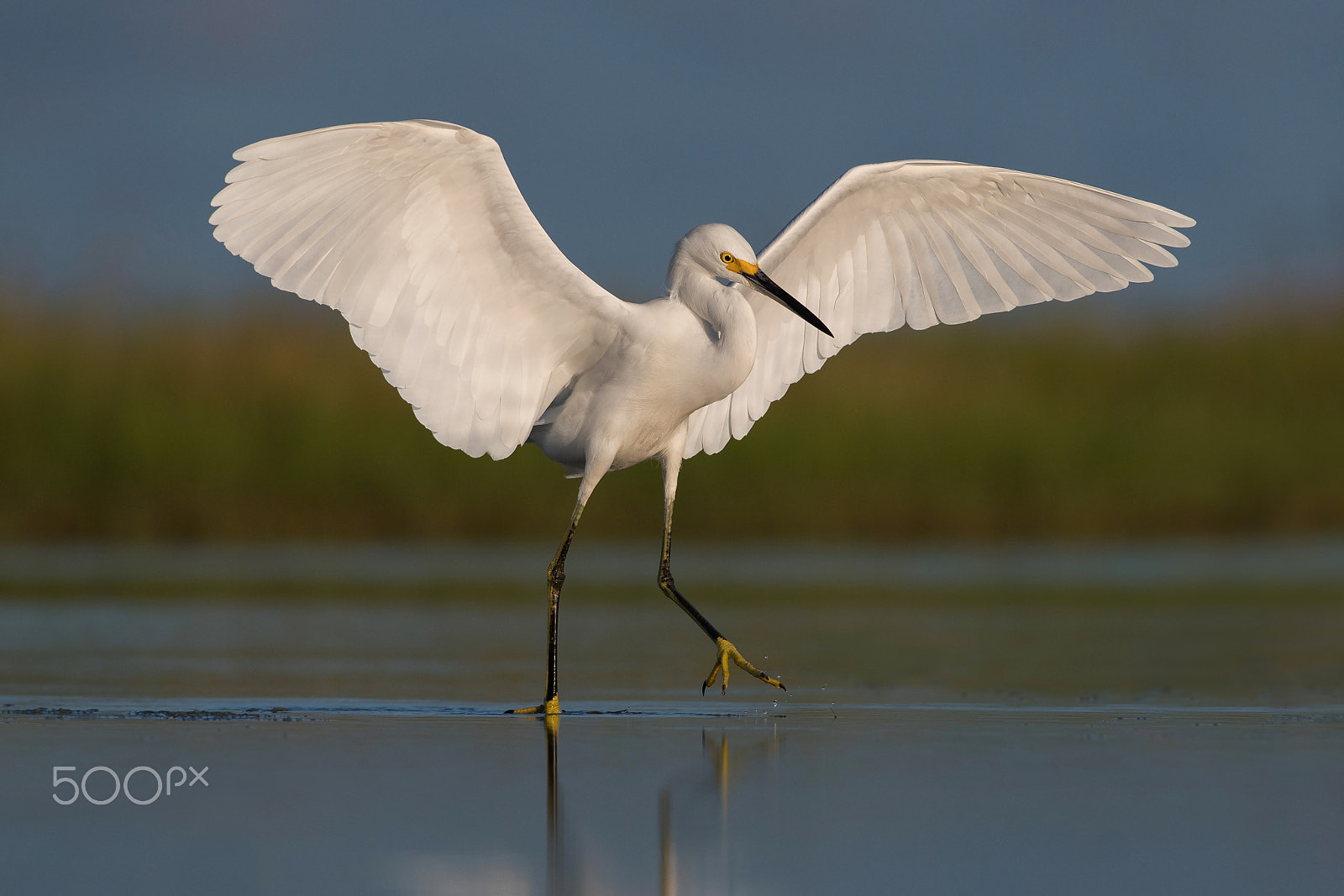 Nikon D500 + Nikon AF-S Nikkor 300mm F4D ED-IF sample photo. Snowy egret photography