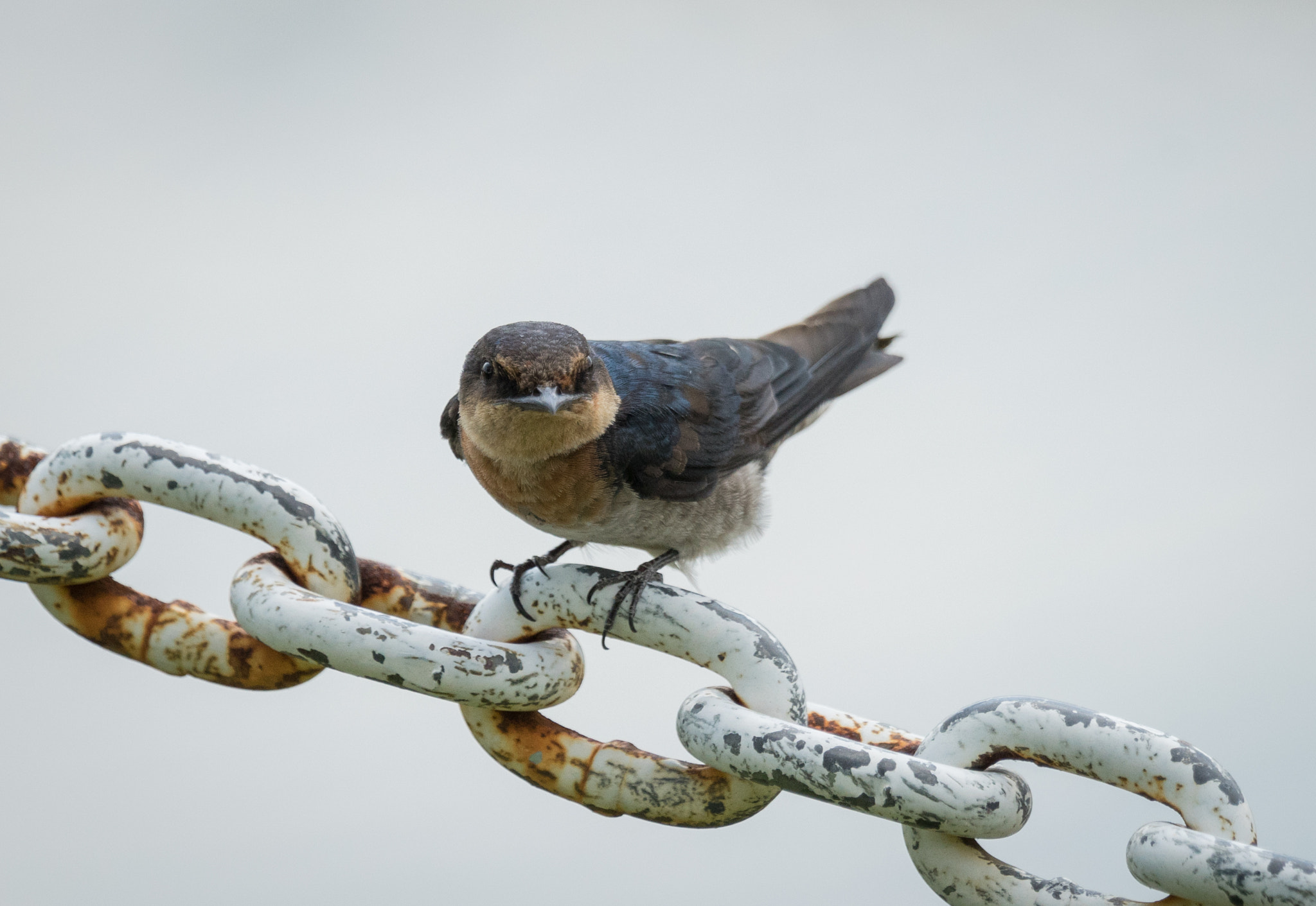 Sony 70-400mm F4-5.6 G SSM II sample photo