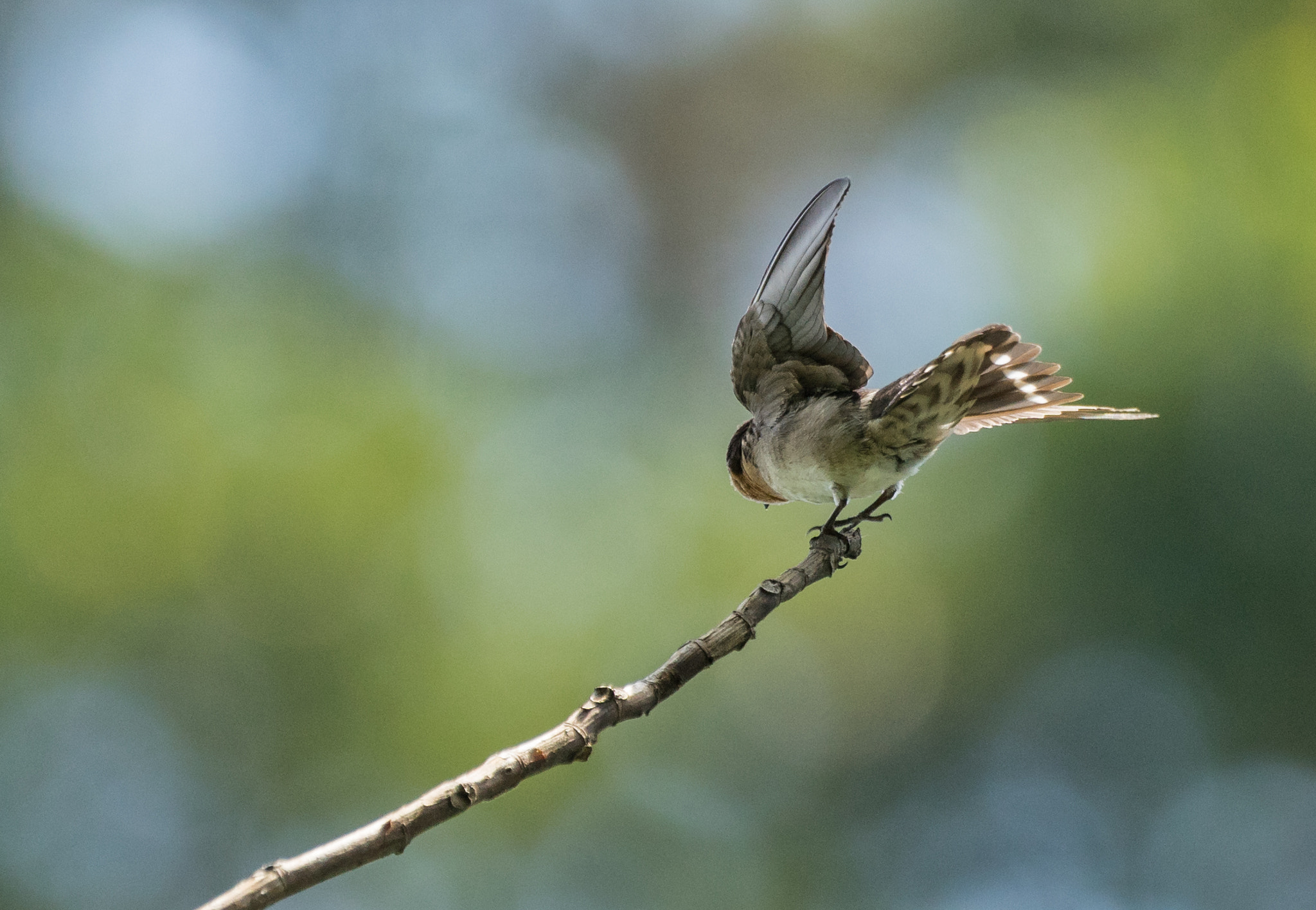 Sony a7 II + Sony 70-400mm F4-5.6 G SSM II sample photo