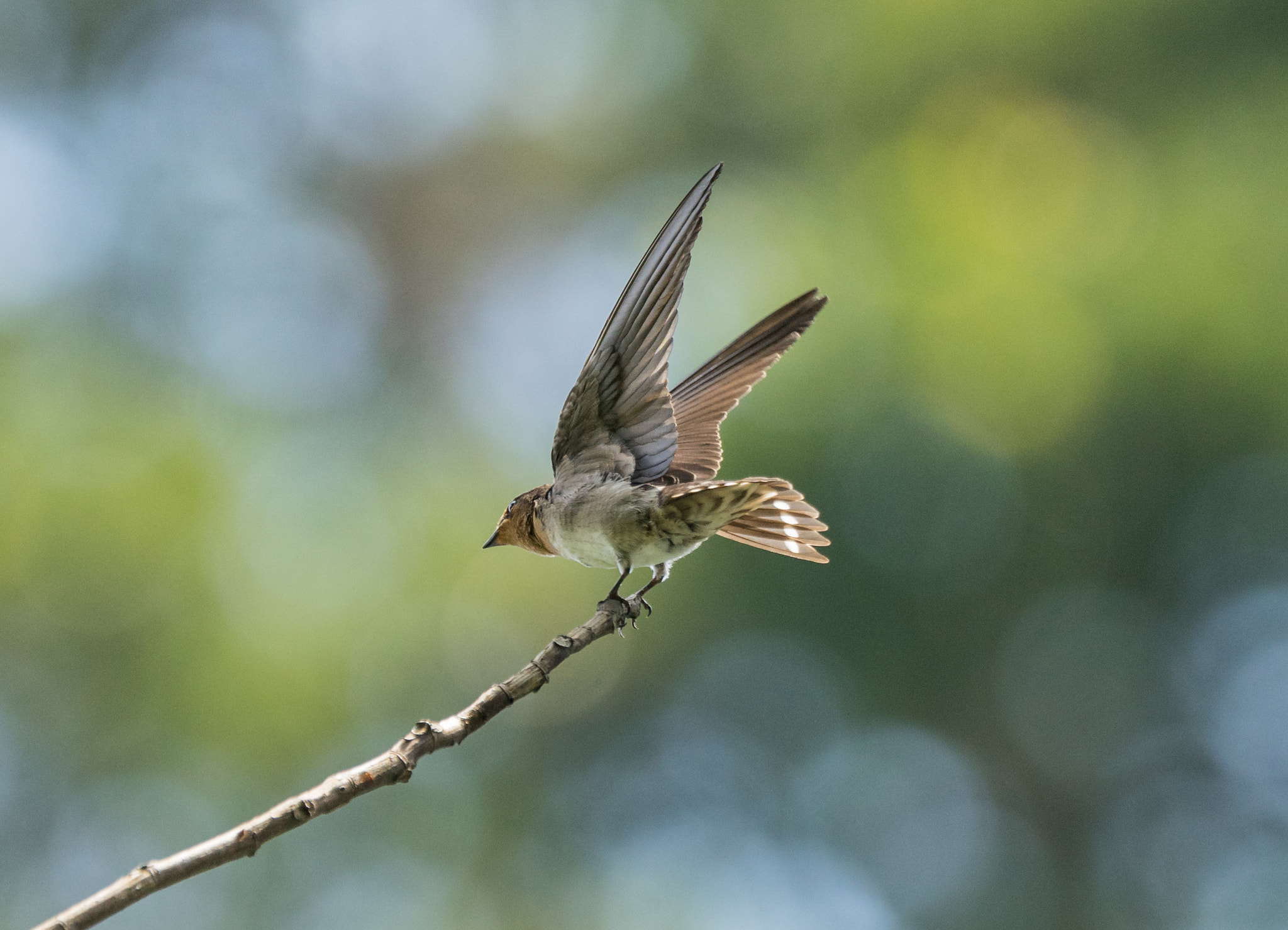 Sony 70-400mm F4-5.6 G SSM II sample photo