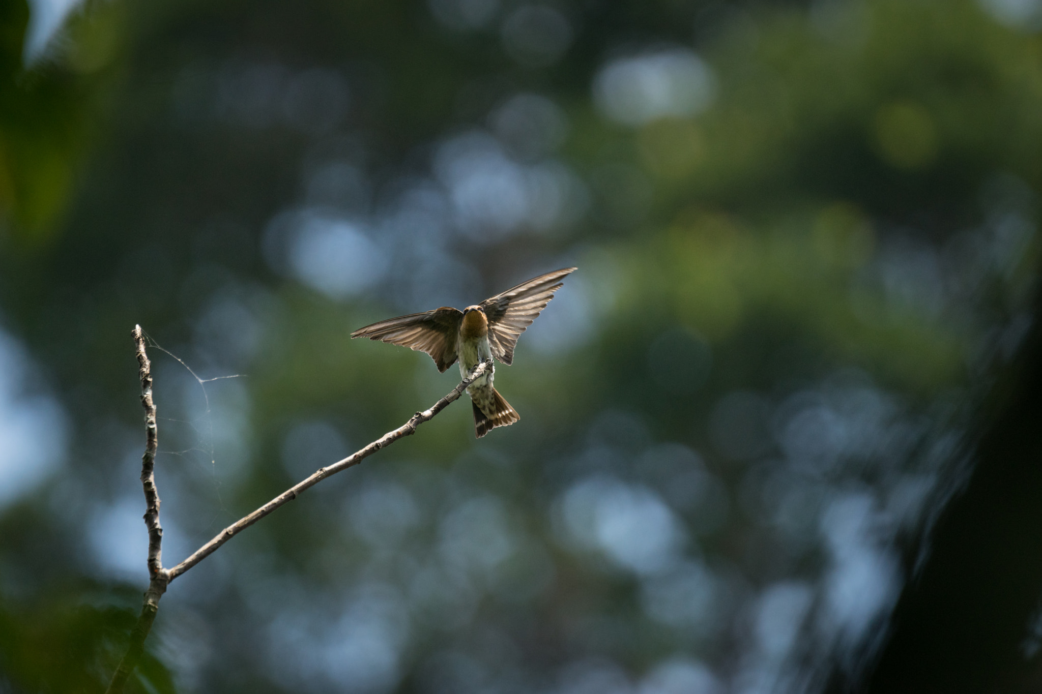 Sony 70-400mm F4-5.6 G SSM II sample photo